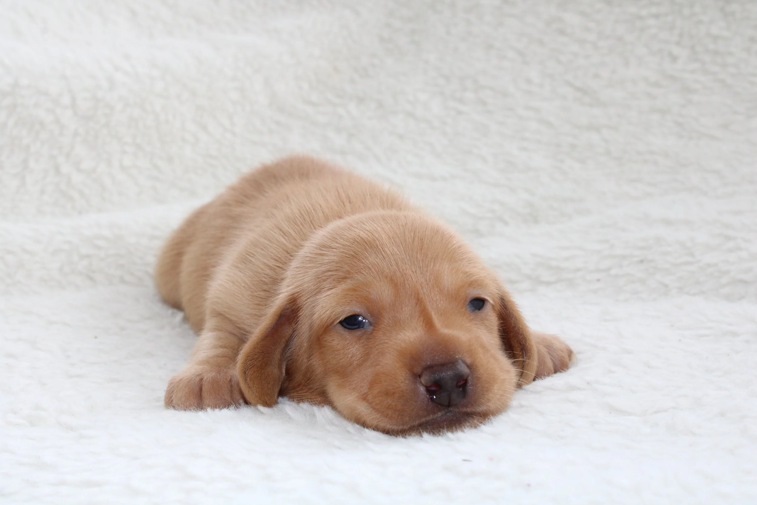 A cute brown puppy lying on a soft white surface with its eyes partially closed.