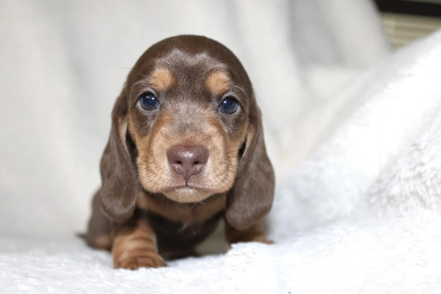 Close-up of a brown and tan puppy with floppy ears lying on a soft white surface.