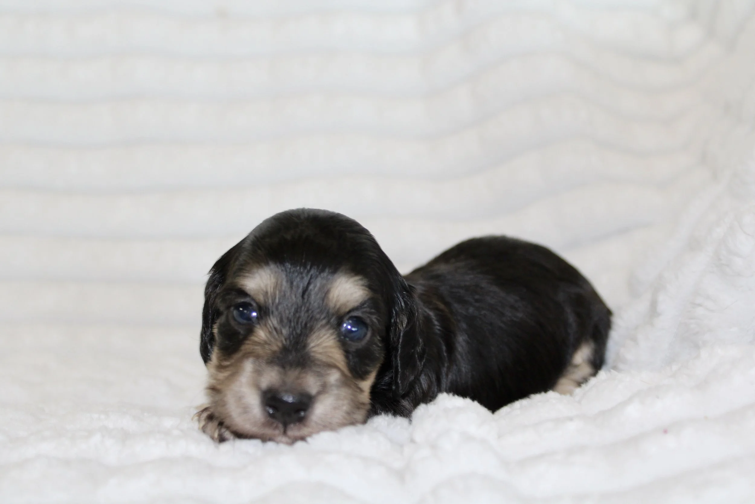 Vivianne (small)