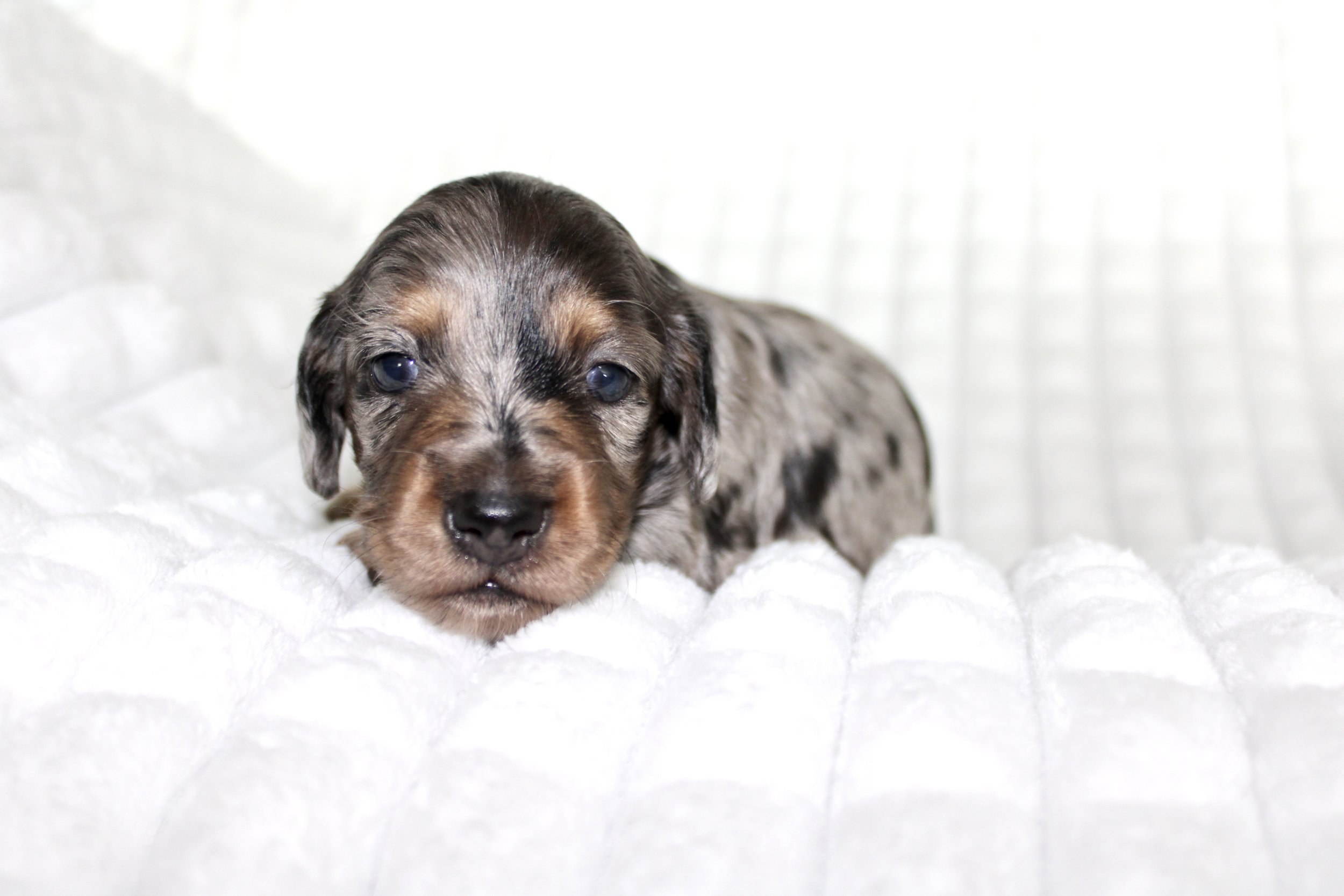 Dottie