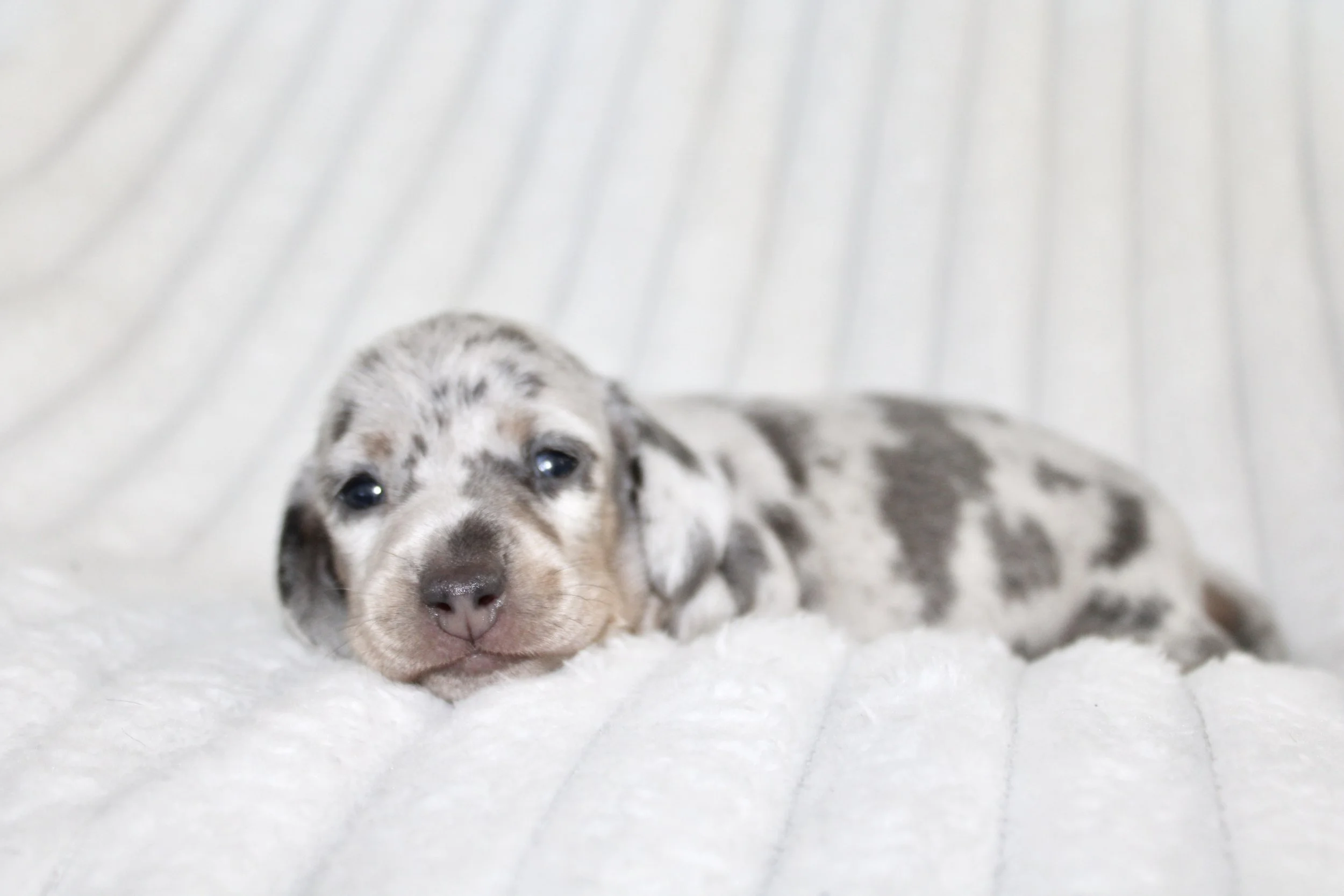 Zara (small)