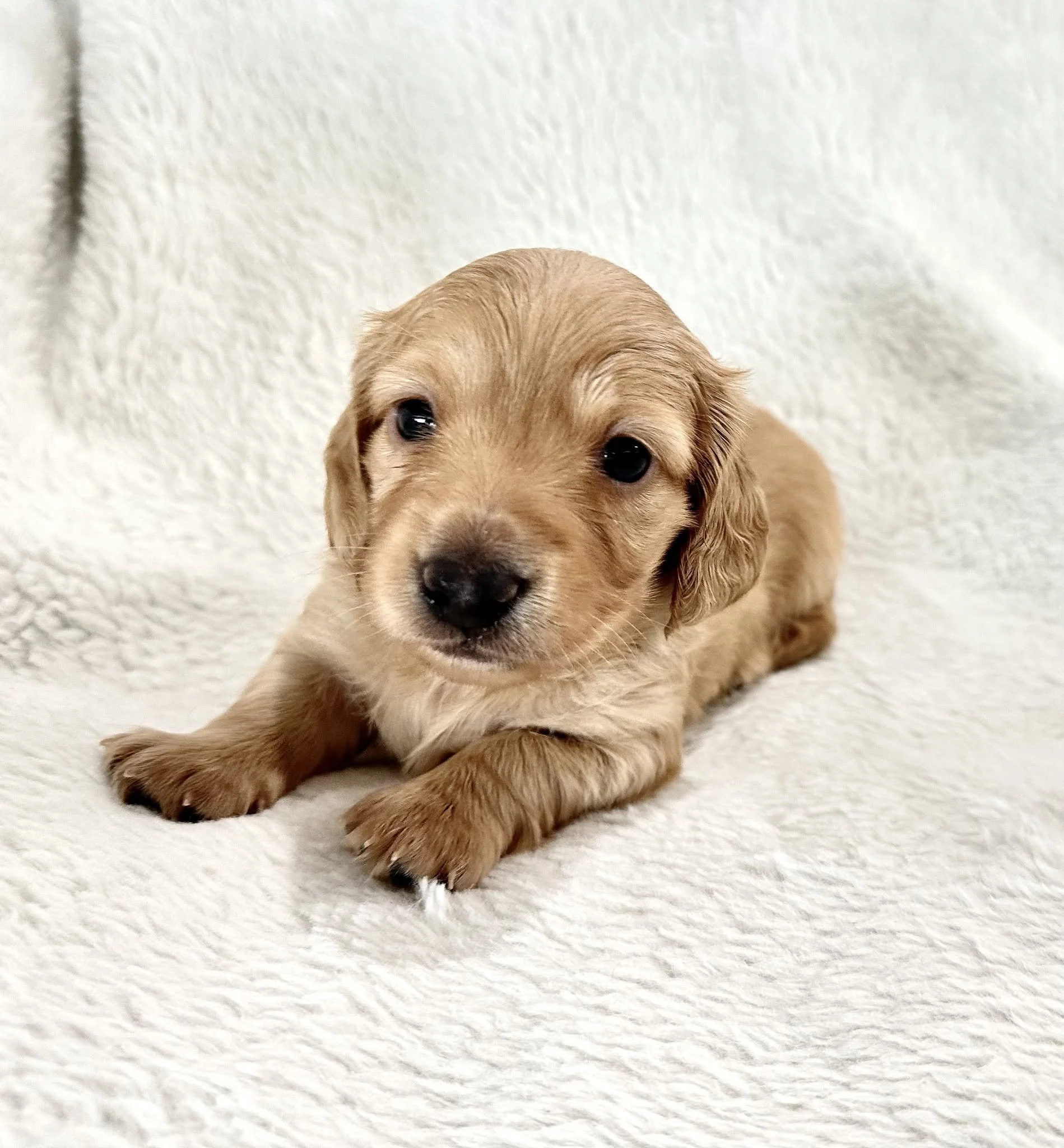 Close-up of a golden retriever puppy lying on a cream-colored carpet, facing the camera with dark eyes and a black nose.