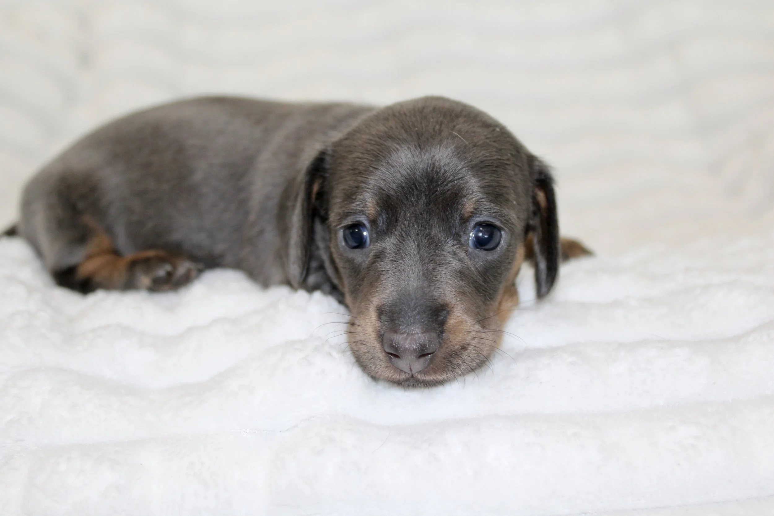 Thea (small)