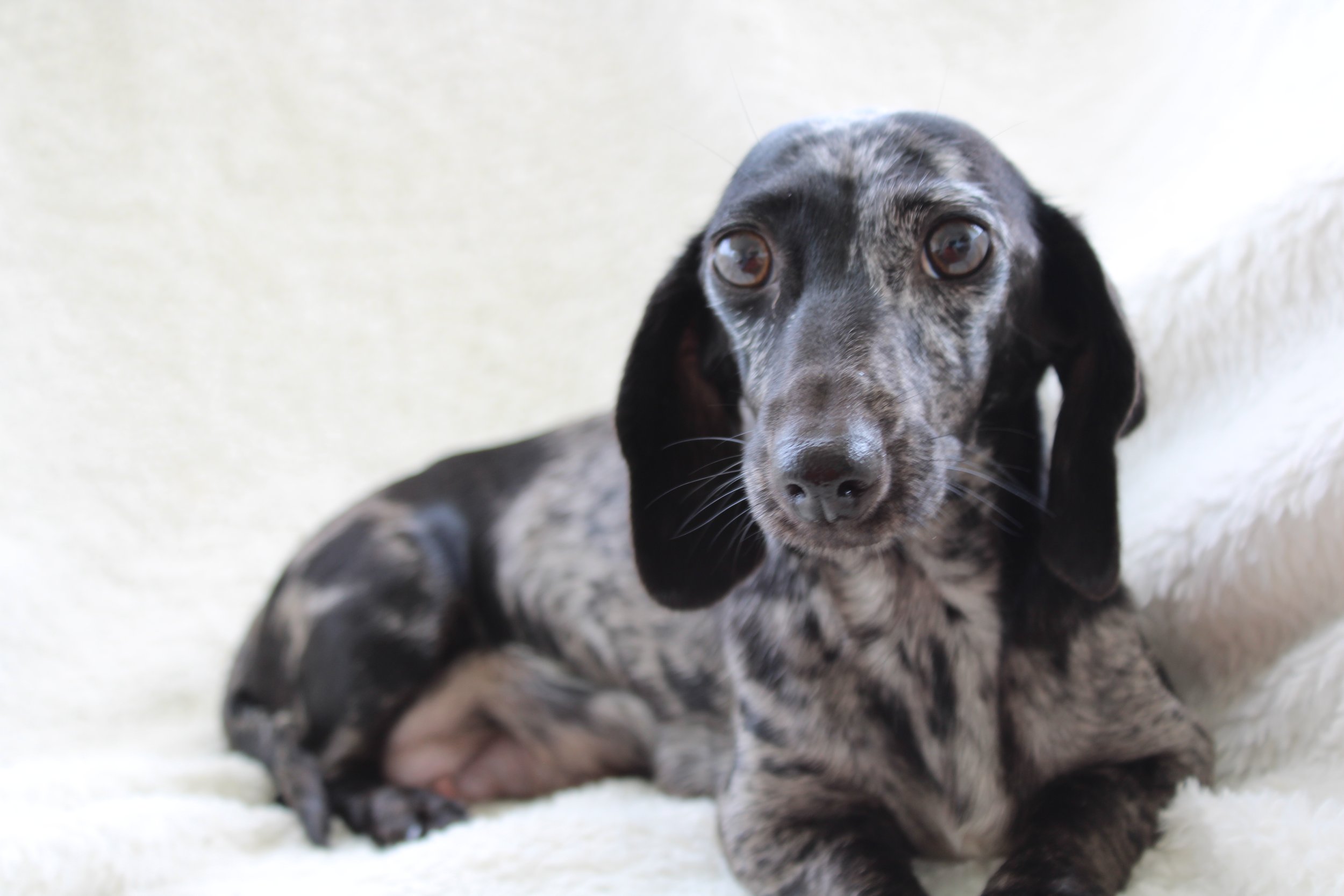 A black and gray mottled puppy with large eyes, lying on a white surface.