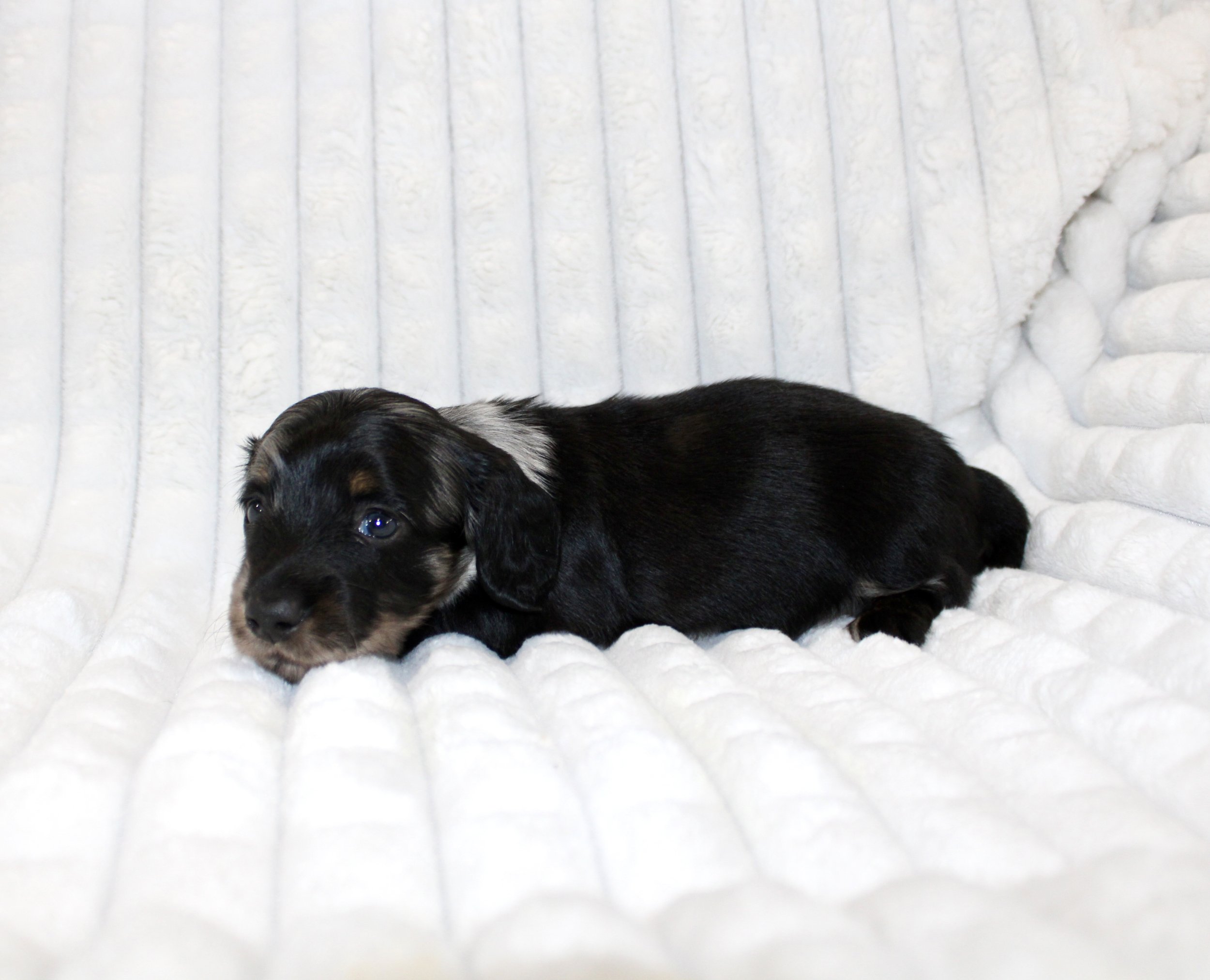 Eleanor