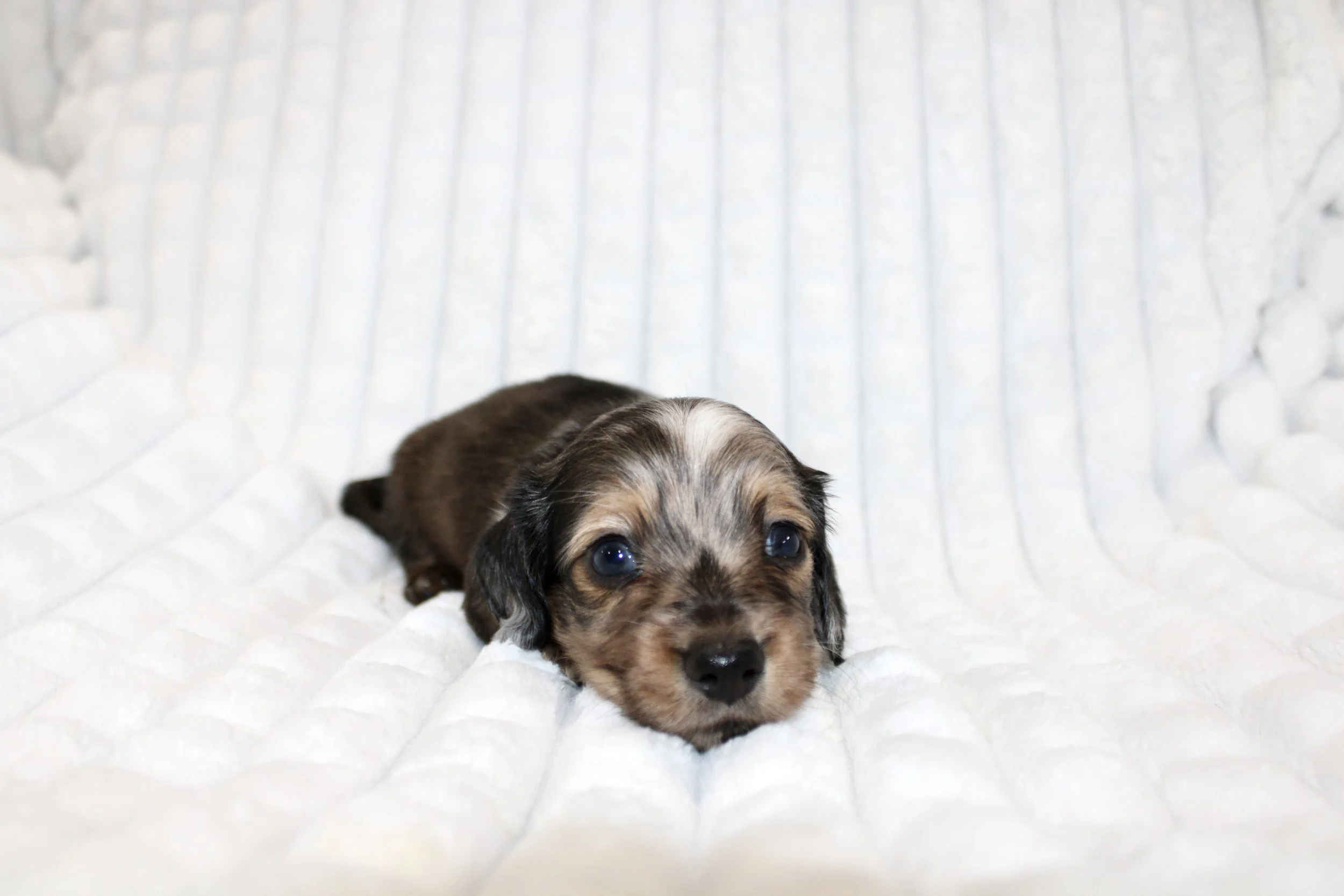 Elvis (Blue eye)