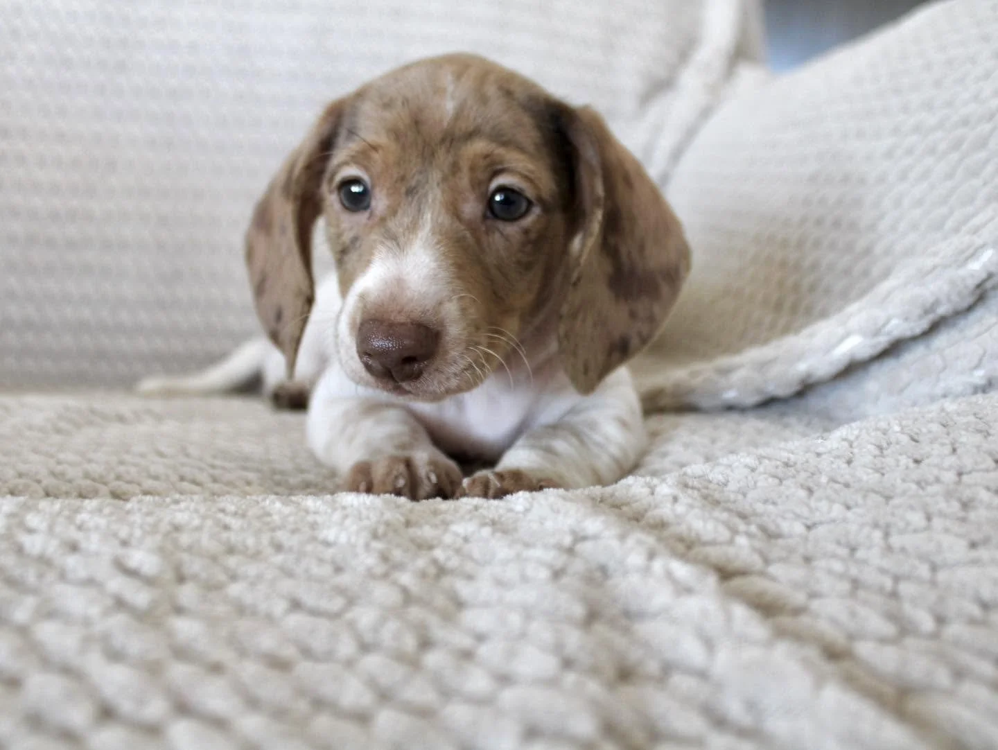 A adorable brown and white puppy with floppy ears lying on a textured beige blanket.