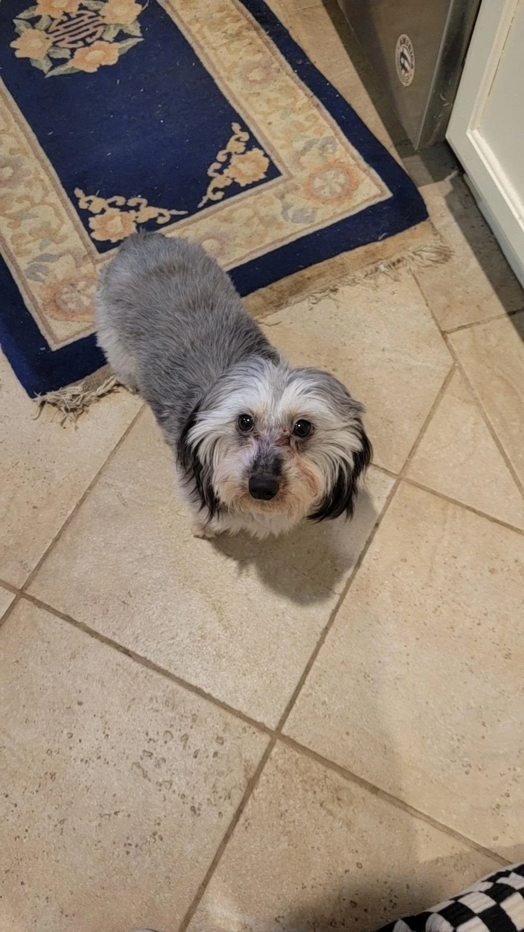 A small gray and white dog with long fur looking up on a tiled kitchen floor near a rug and a refrigerator.