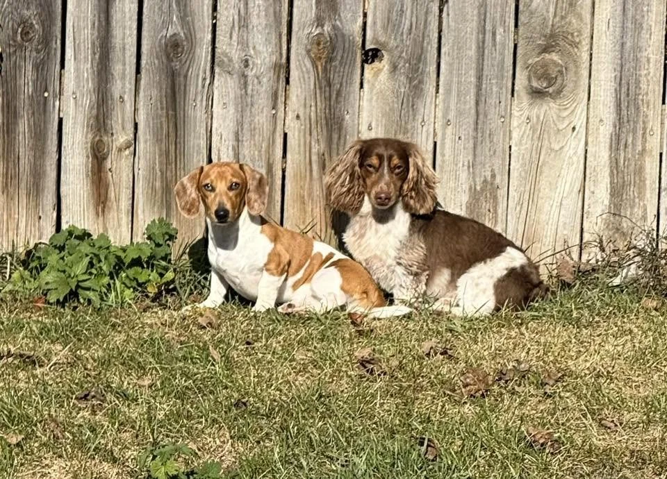 Two dogs, a tan and white and a brown and white, sitting on grass in front of a wooden fence.