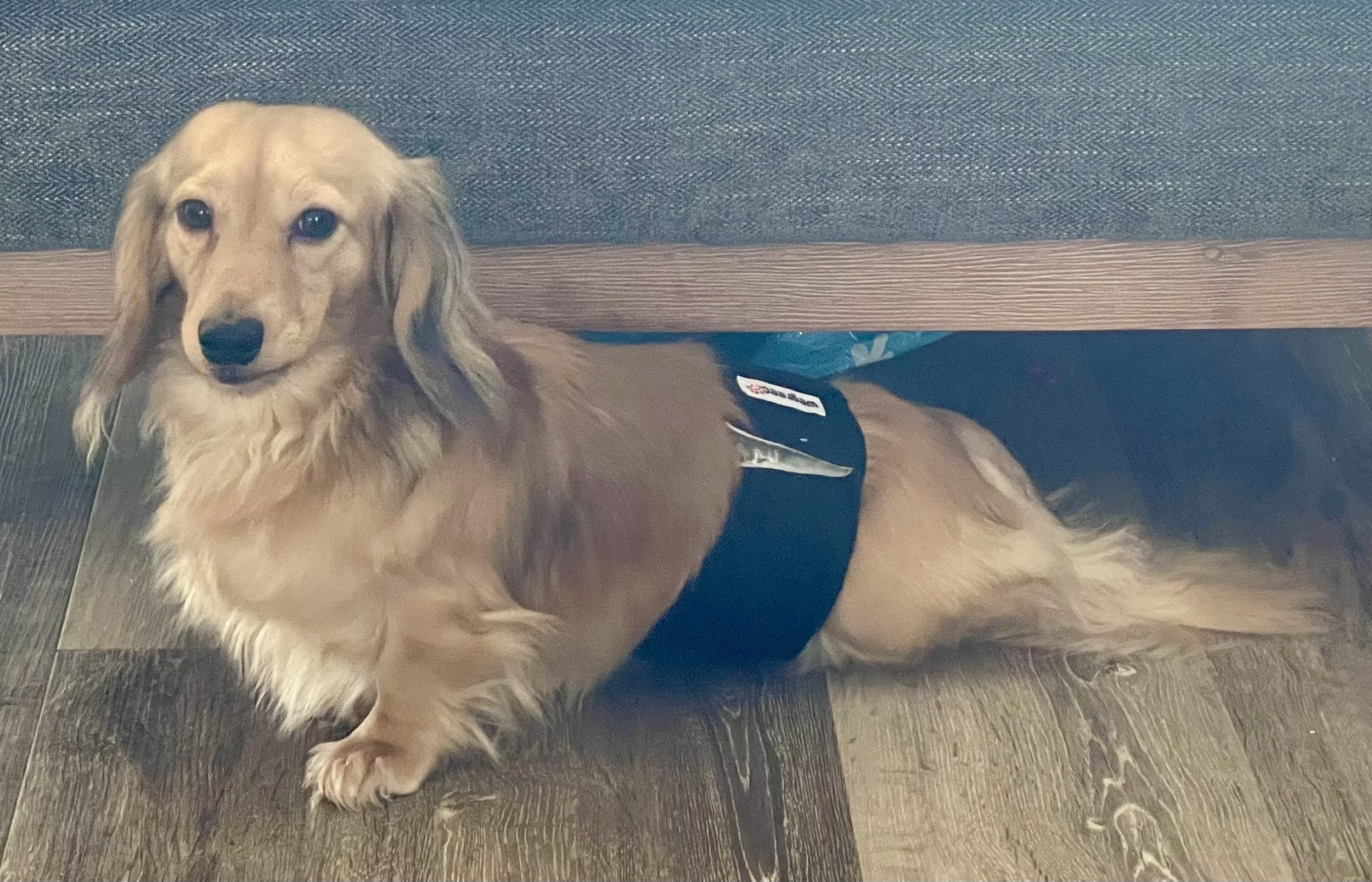 Golden retriever dog lying on a wooden floor under a table, wearing a black harness.