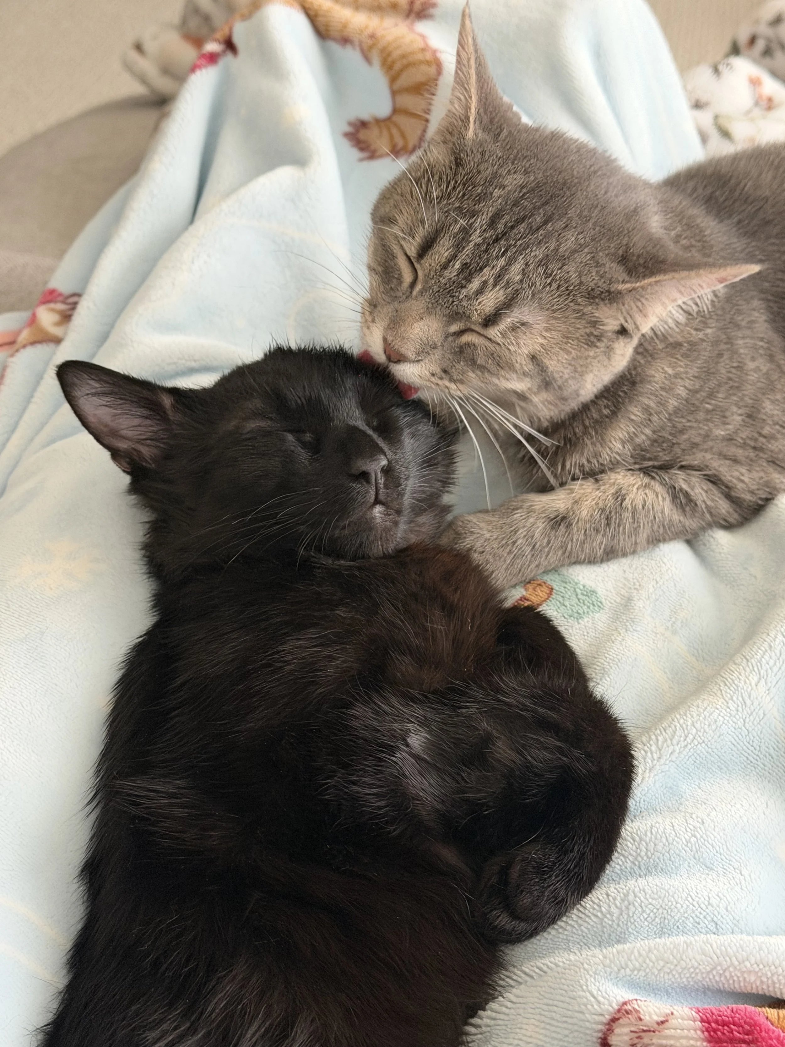 Two cats, one black and one grey with tabby markings, lying close together and sleeping on a soft surface covered with a blanket.