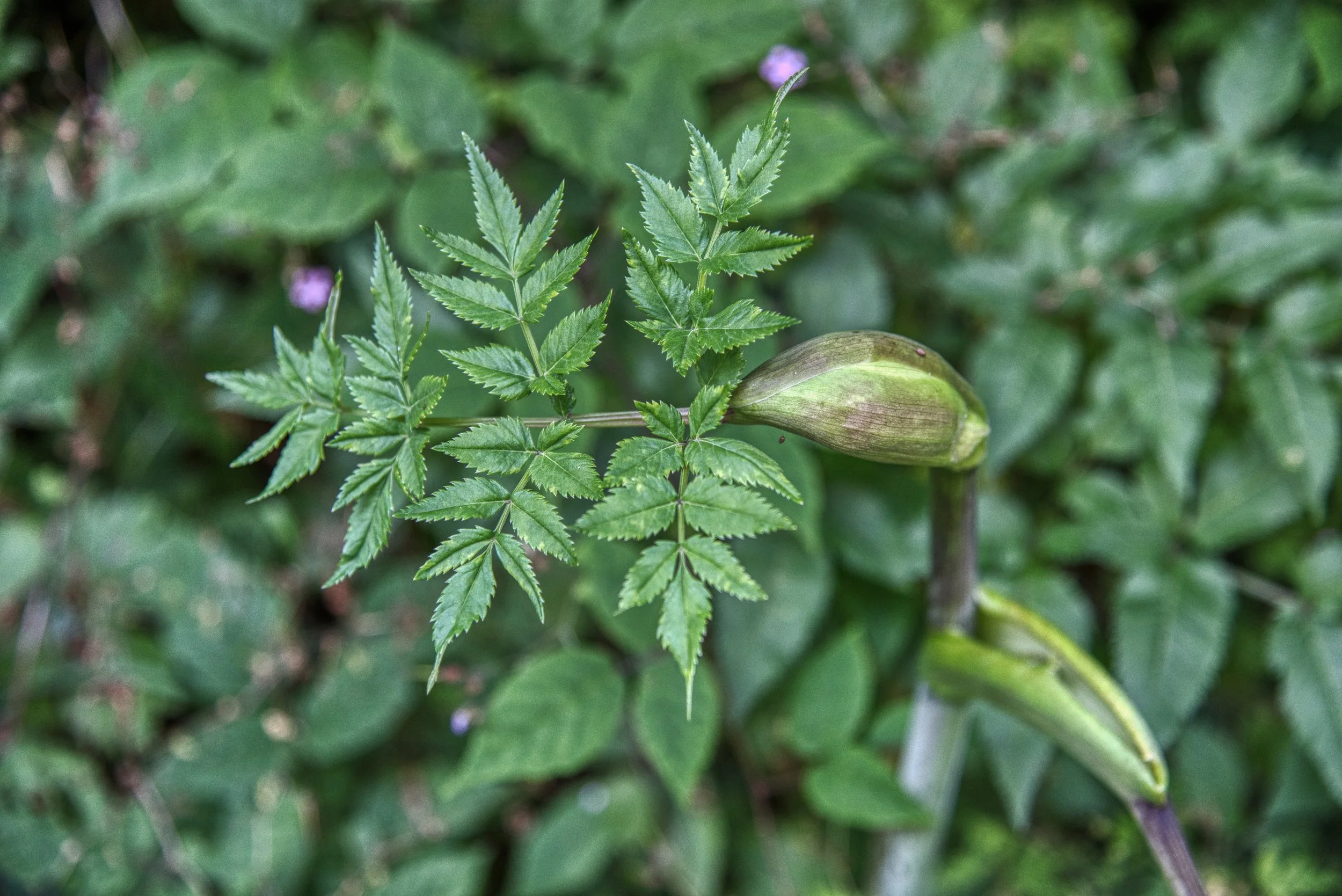 angelica leaves no bloom.jpg