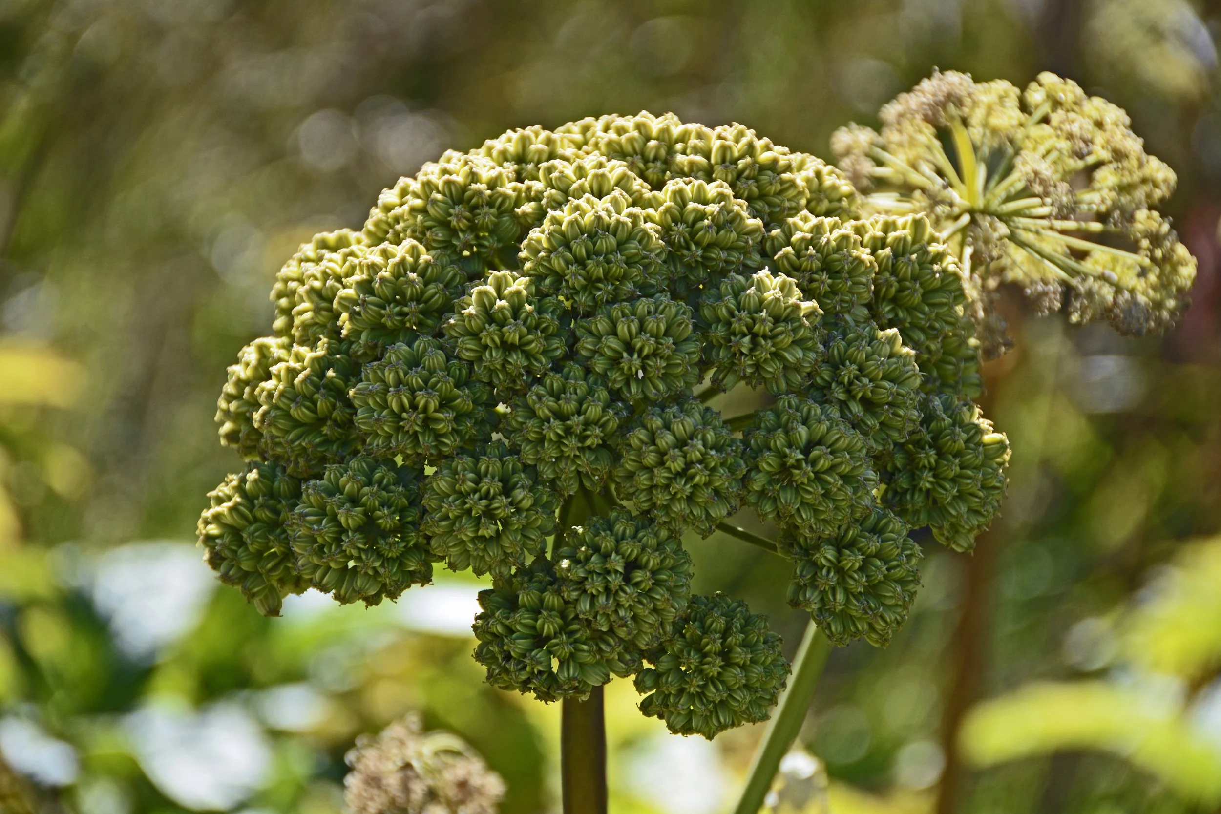 Medicinal angelica,bloom.jpg