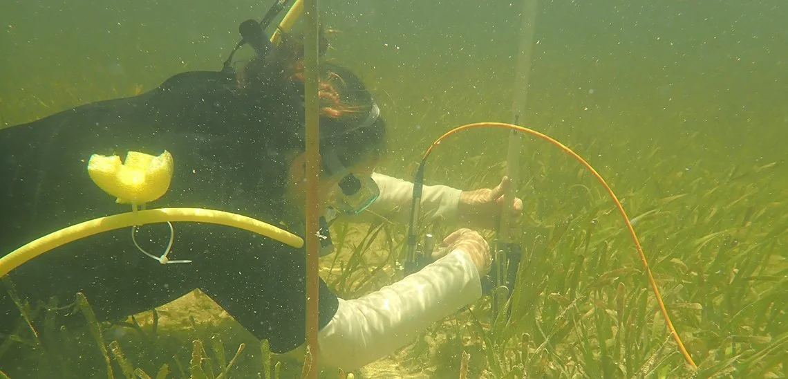 How Florida seagrasses are impacted by climate change: an interview with Dr. Marguerite Koch