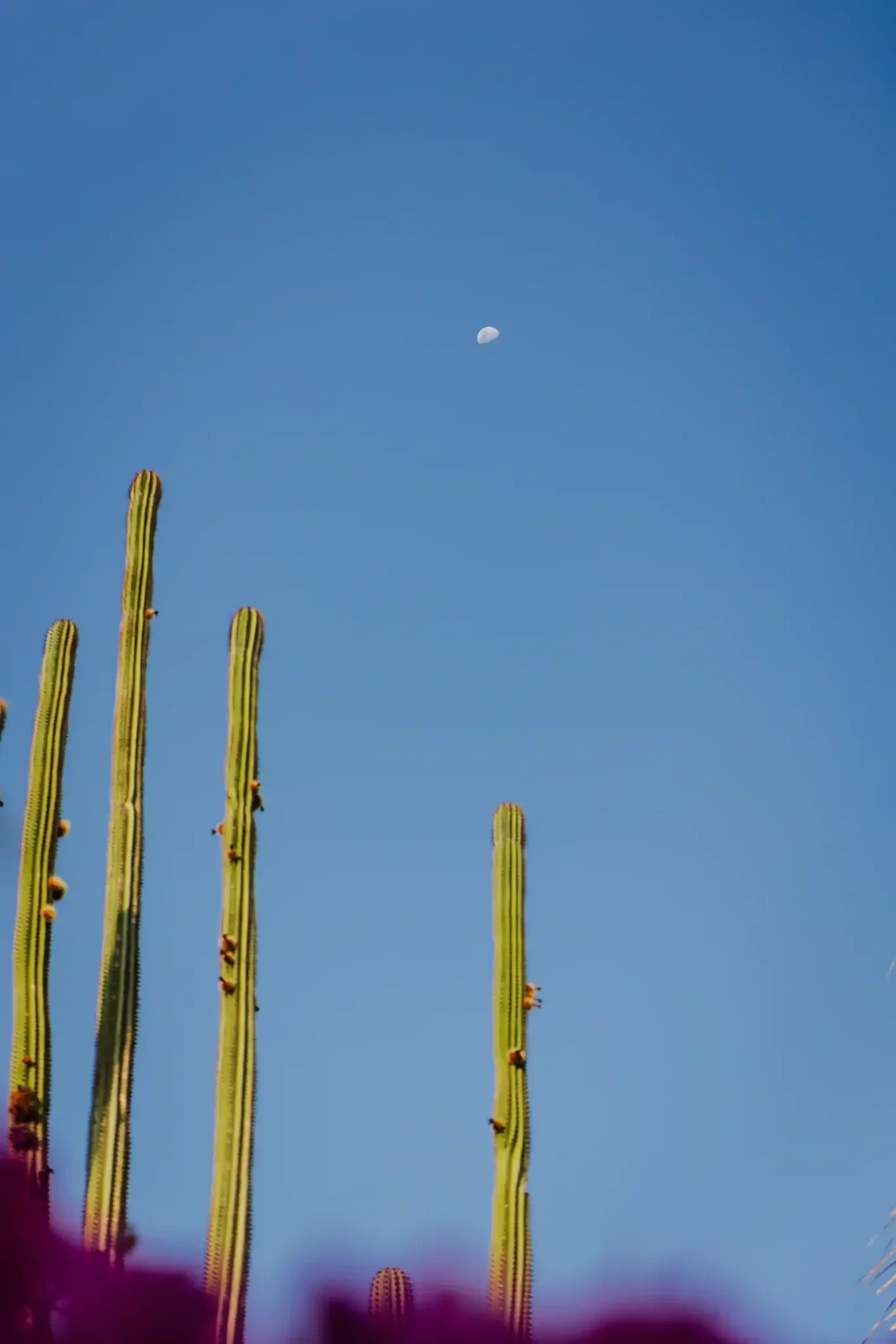 Tall green cacti against a clear blue sky with visible moon.