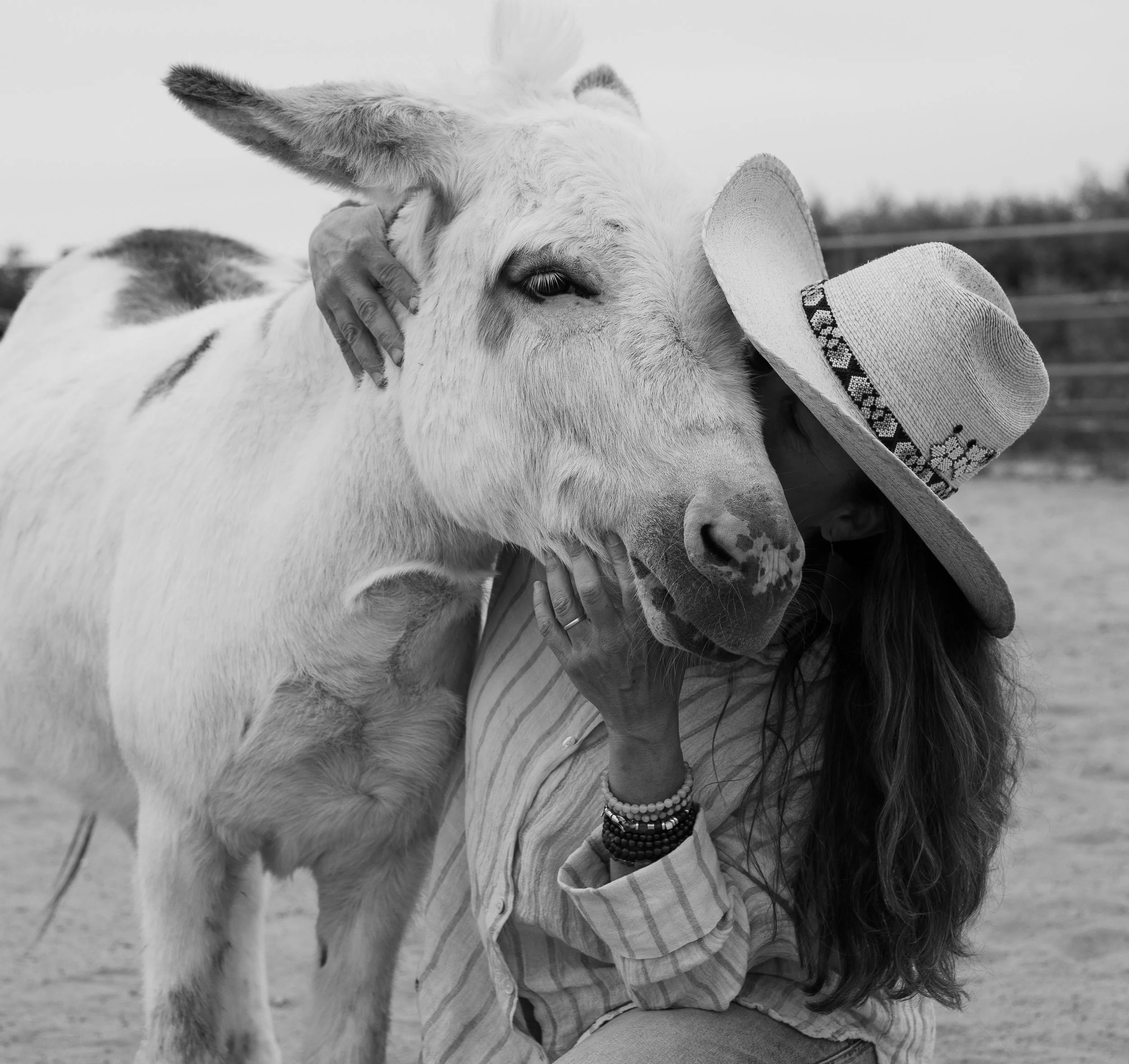 The Power of Surrender in Human/Horse Connection