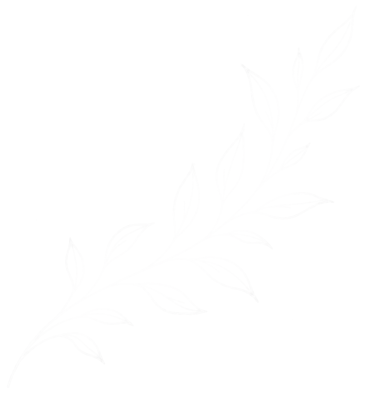 Une branche de végétal avec des feuilles linéaires, some à trous, dessinée en style esquisse blanche sur fond noir.