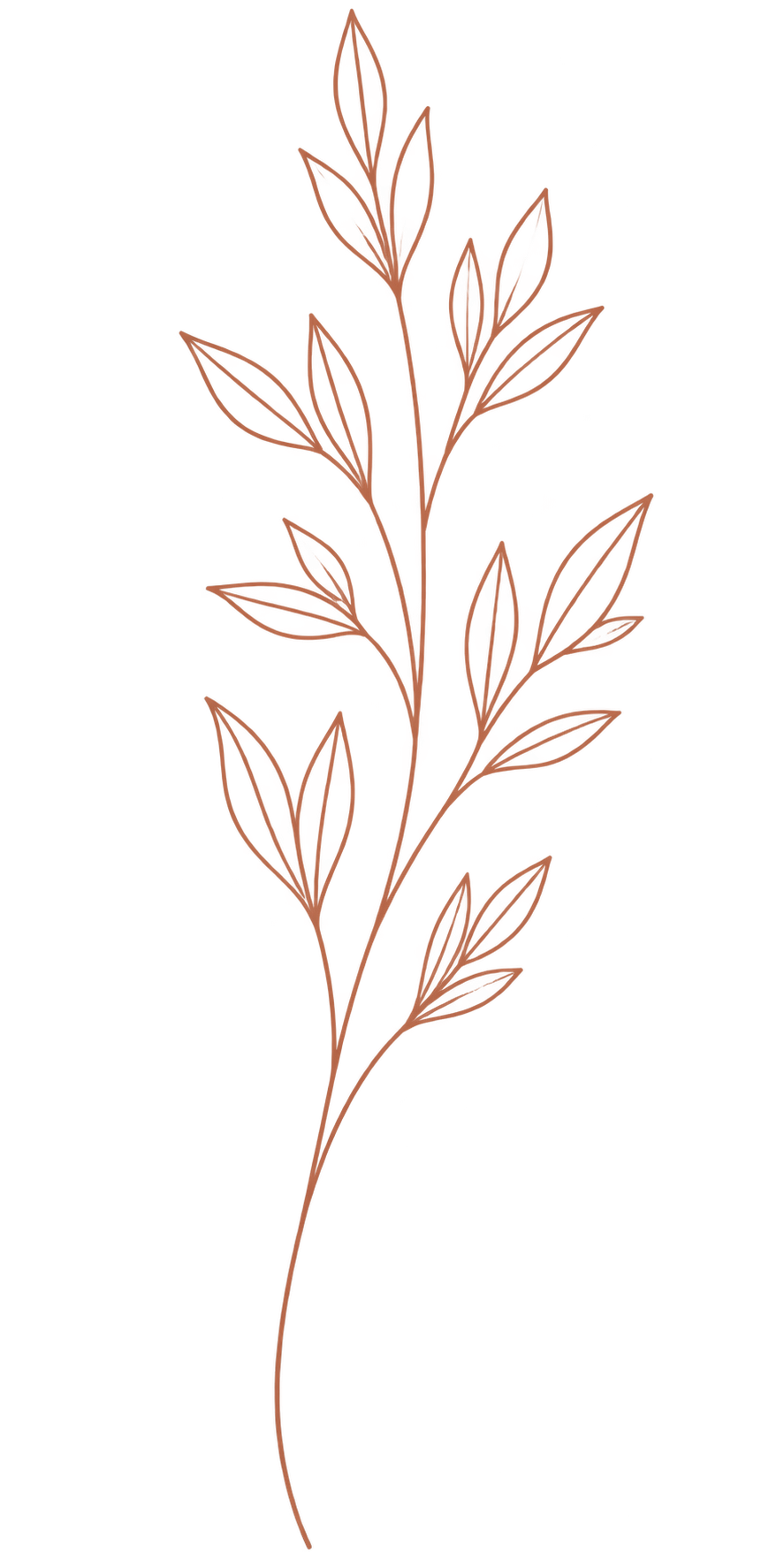 Illustration d'une branche de plante avec des feuilles allongées et pointues, contour en marron et intérieur rouge avec des motifs noirs.