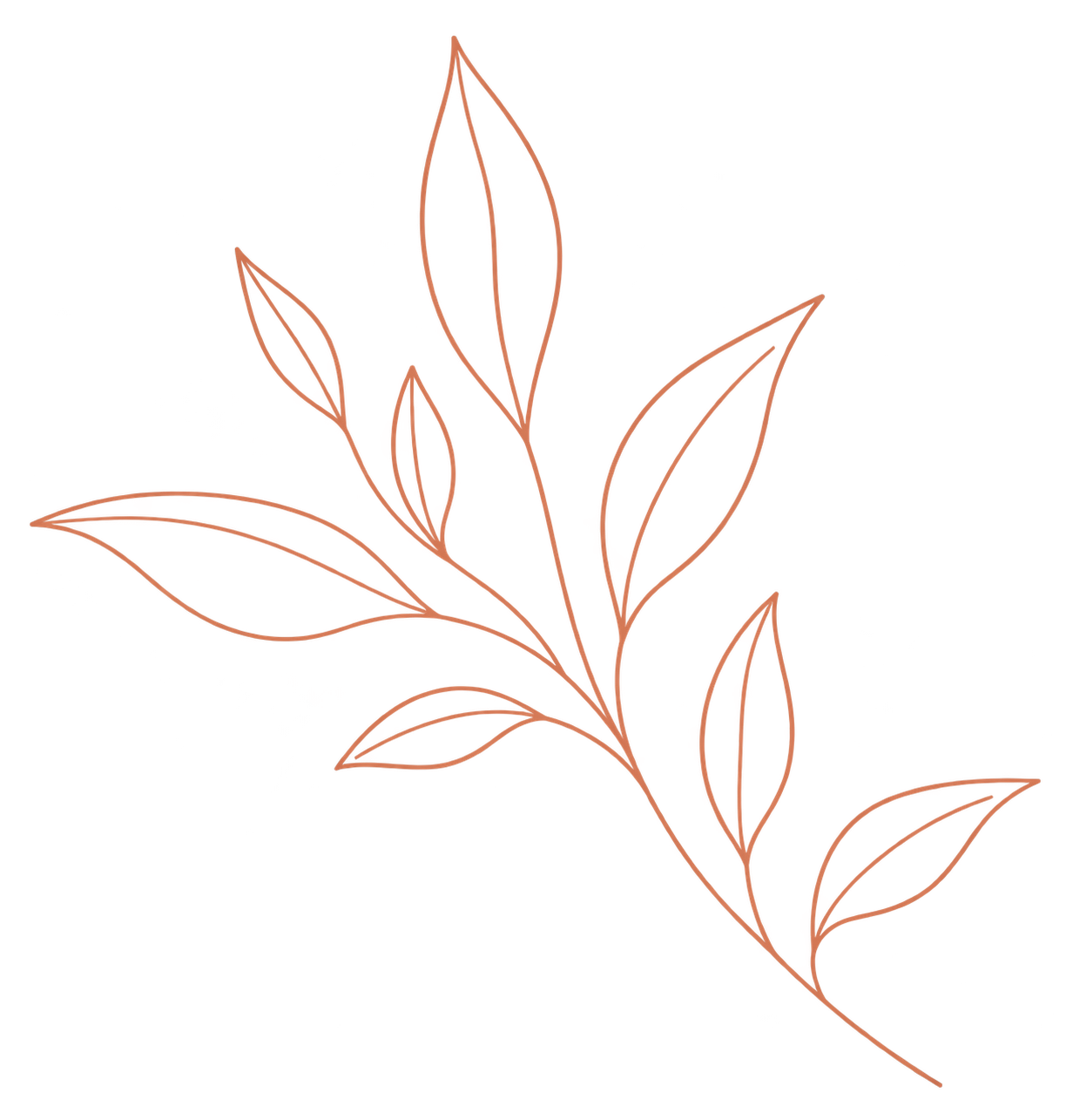 Illustration d'une branche de feuilles fines et allongées avec un contour rouge, sans couleurs ou détails supplémentaires.