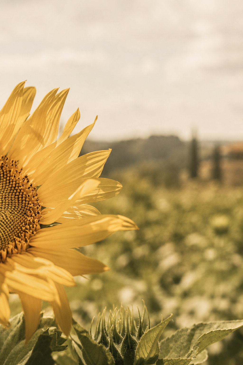 Close-up of a sunflower in bloom with a blurred background of fields and a cloudy sky.