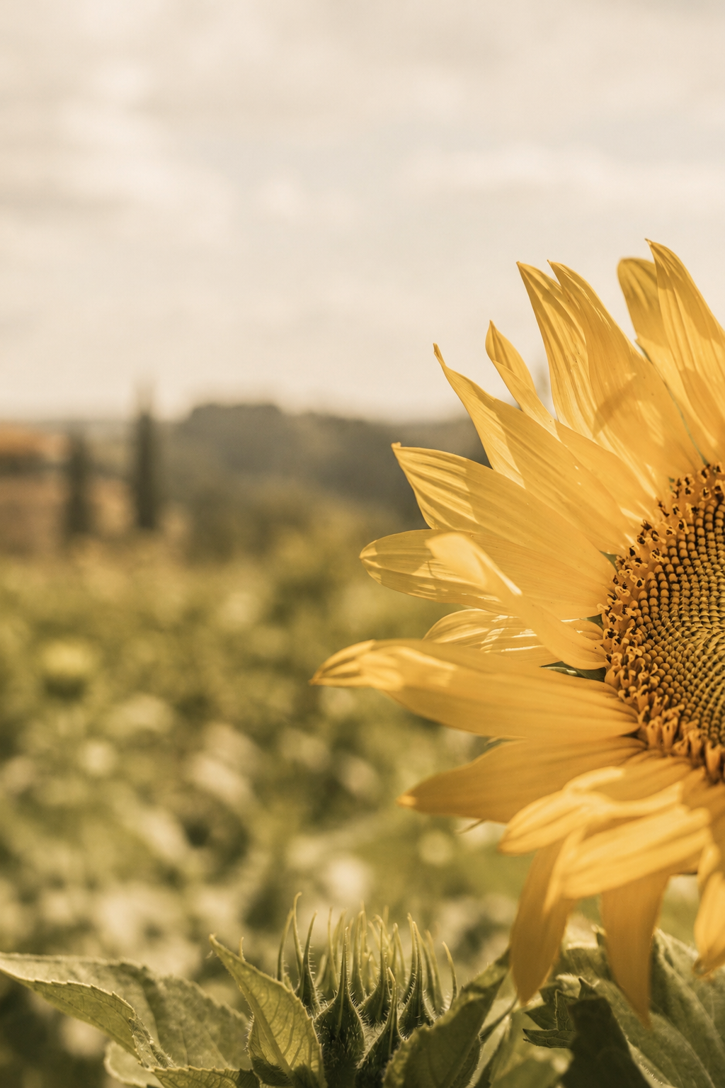 Close-up of a blooming sunflower in a field, with a blurred background of other sunflowers and a distant landscape under a cloudy sky.