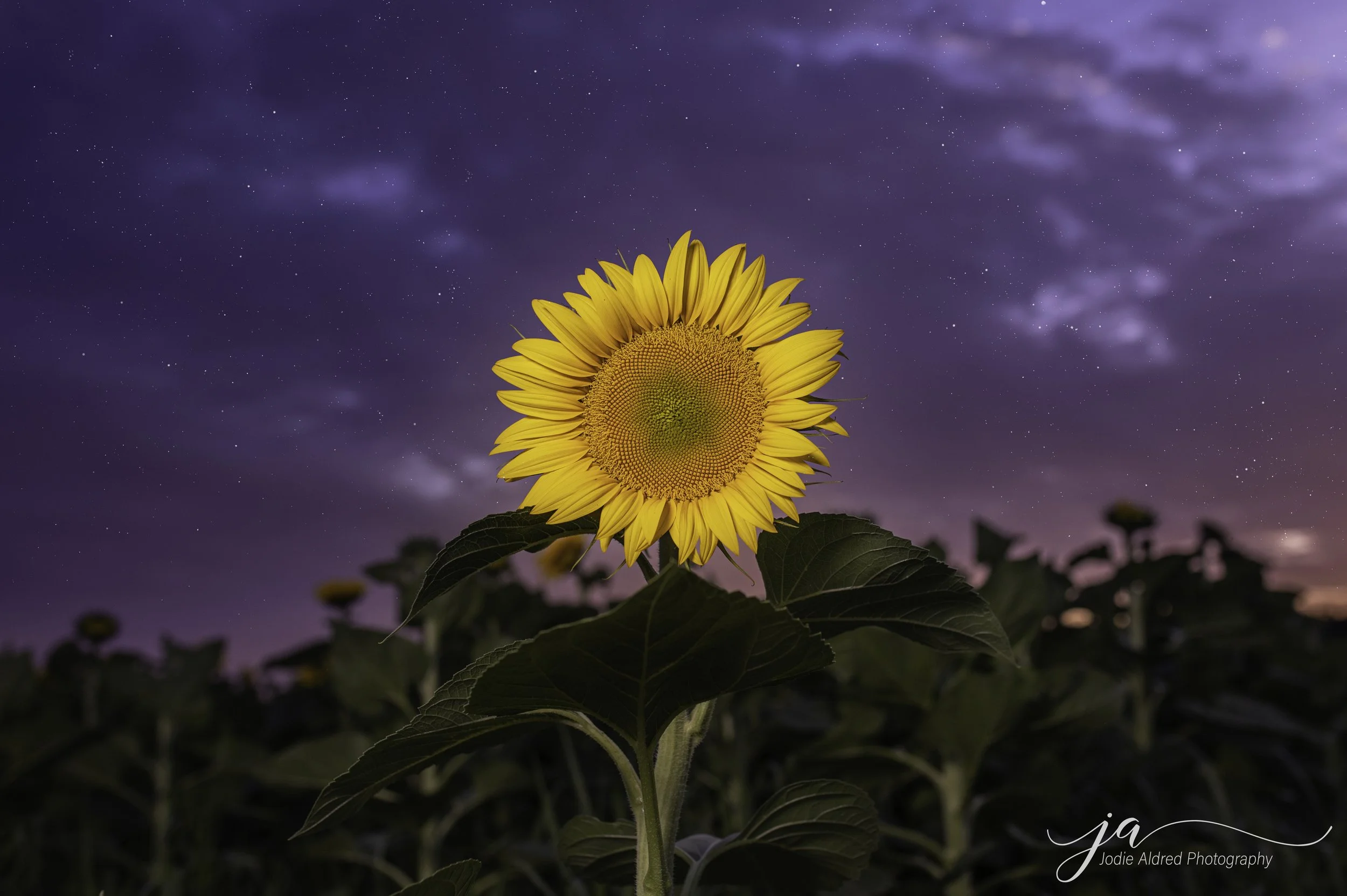 A bright sunflower with yellow petals and a textured center against a backdrop of a starry night sky with purple and blue hues.