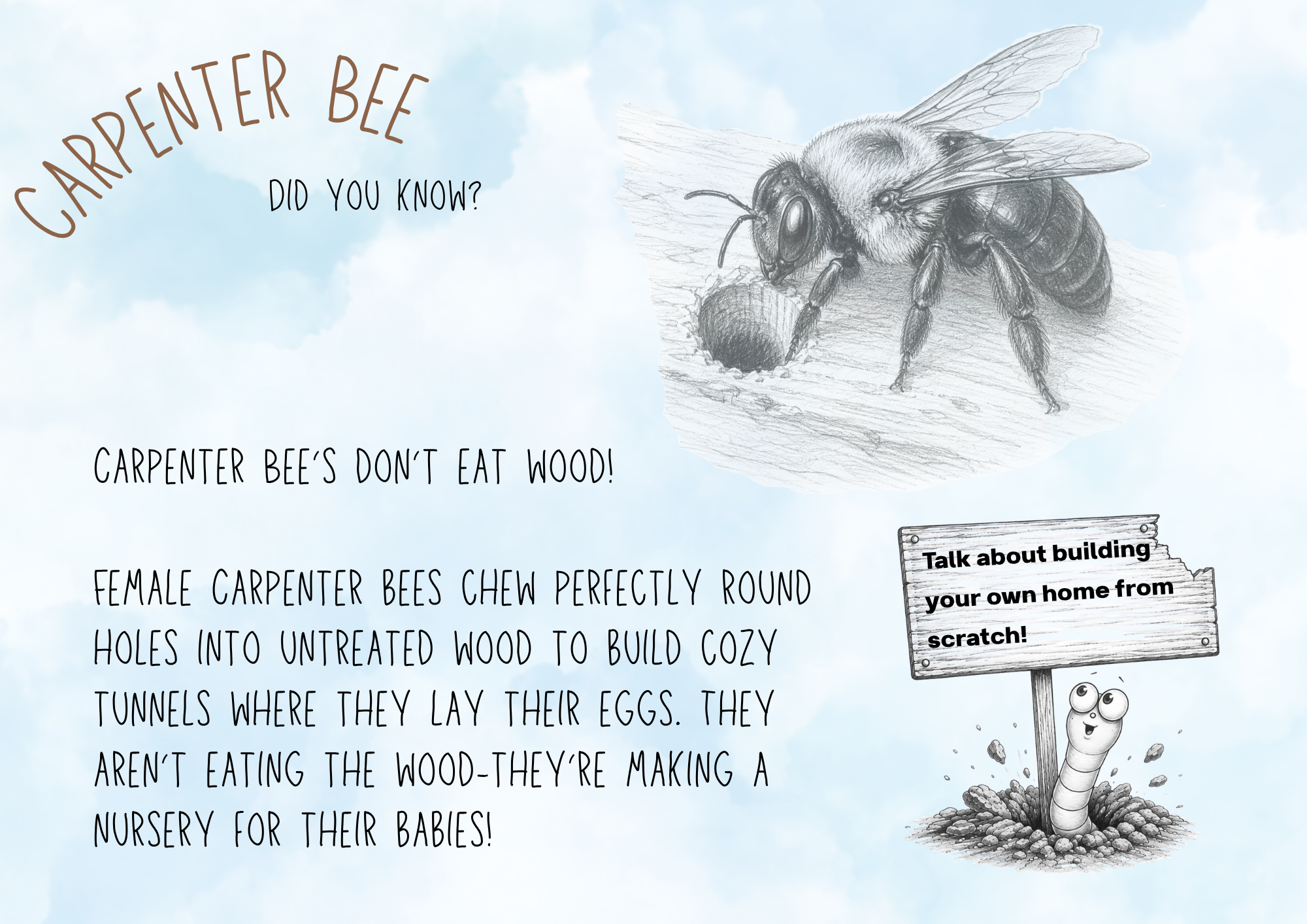 Carpenter Bee Fact