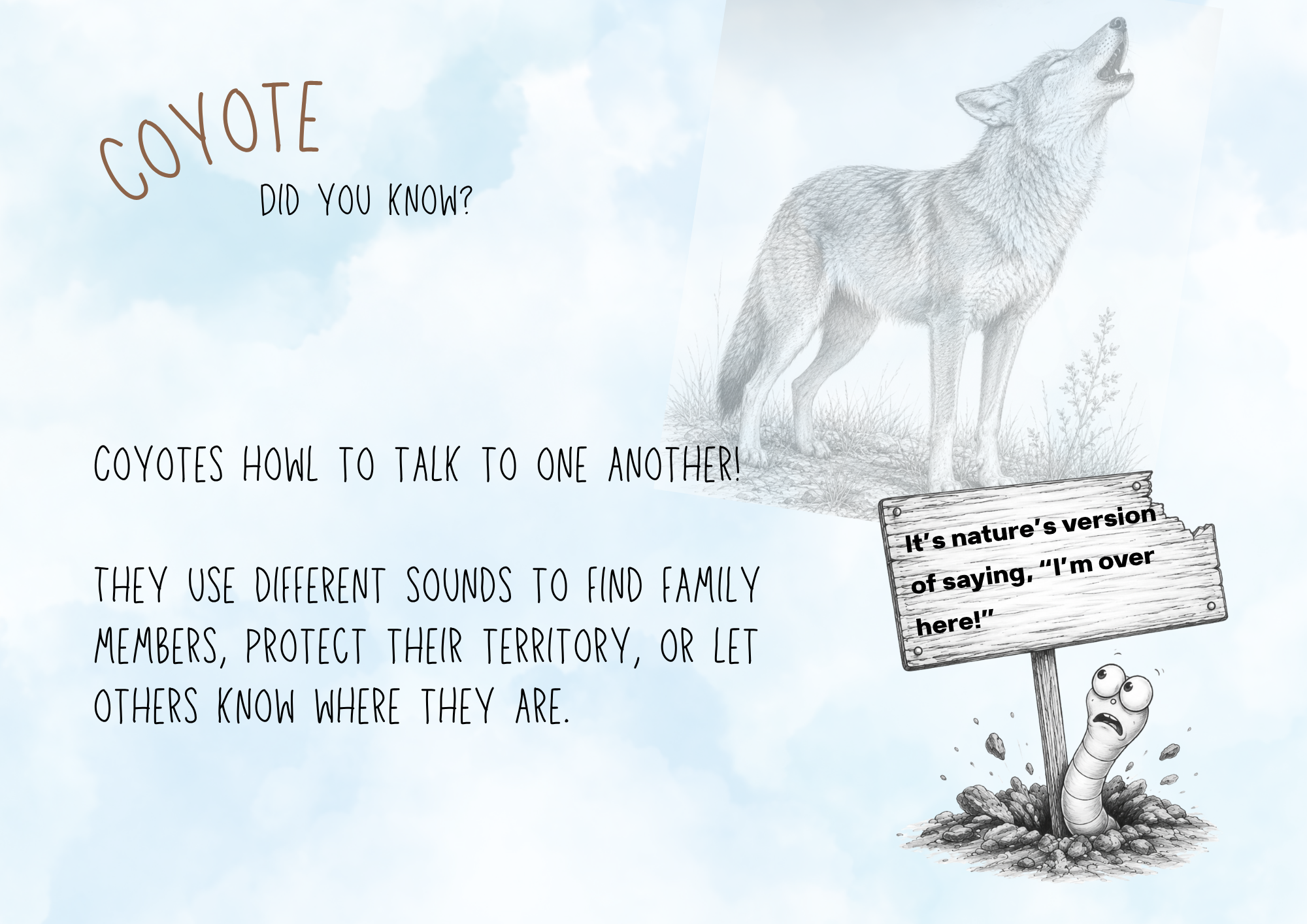 Coyote Fact