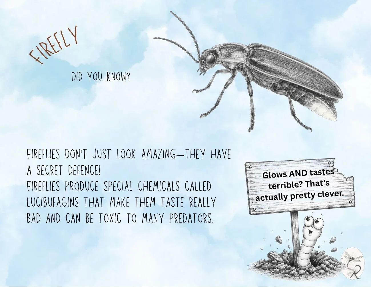 Firefly Fact