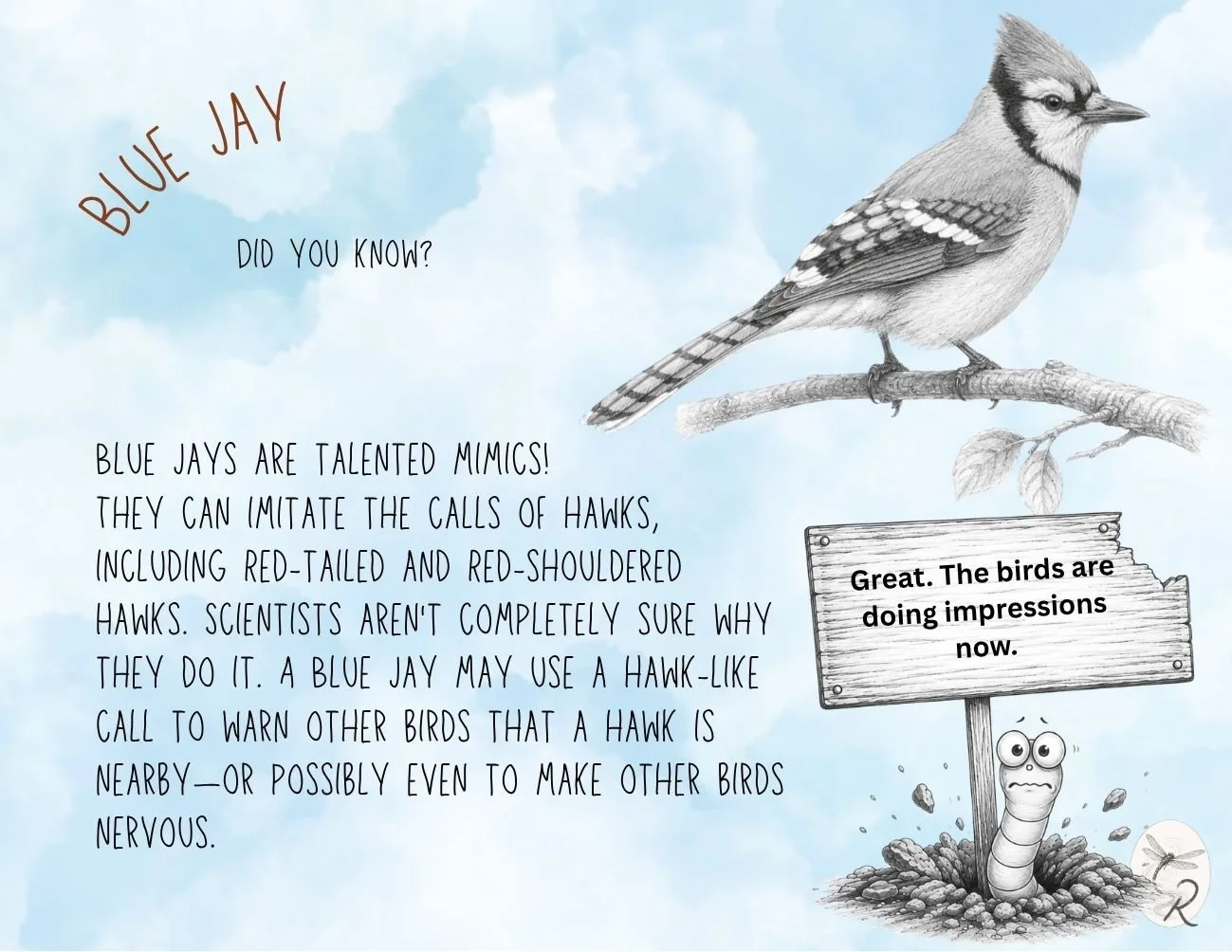 Blue Jay Fact