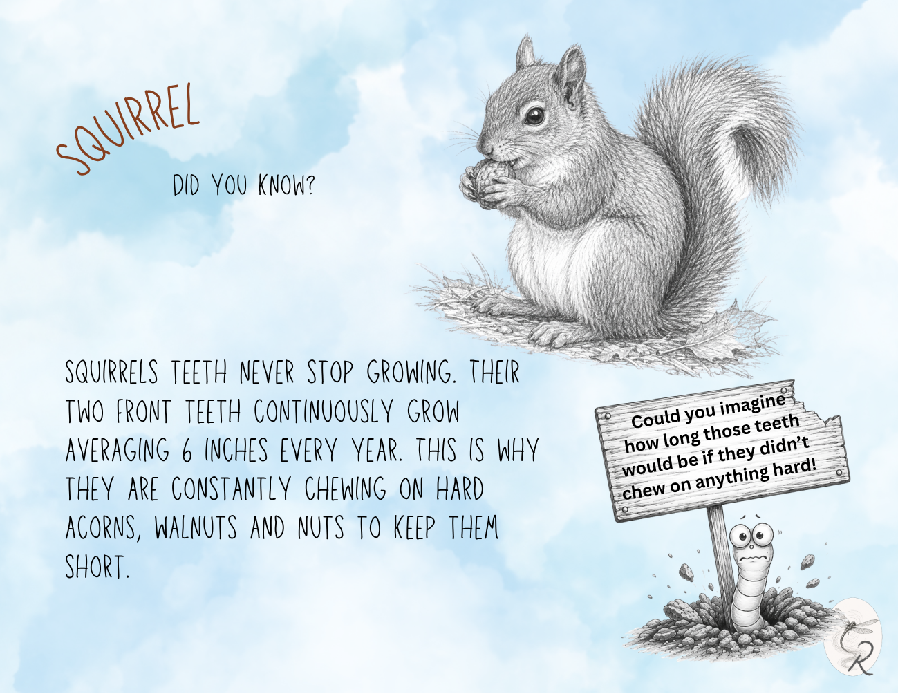 Squirrel fact