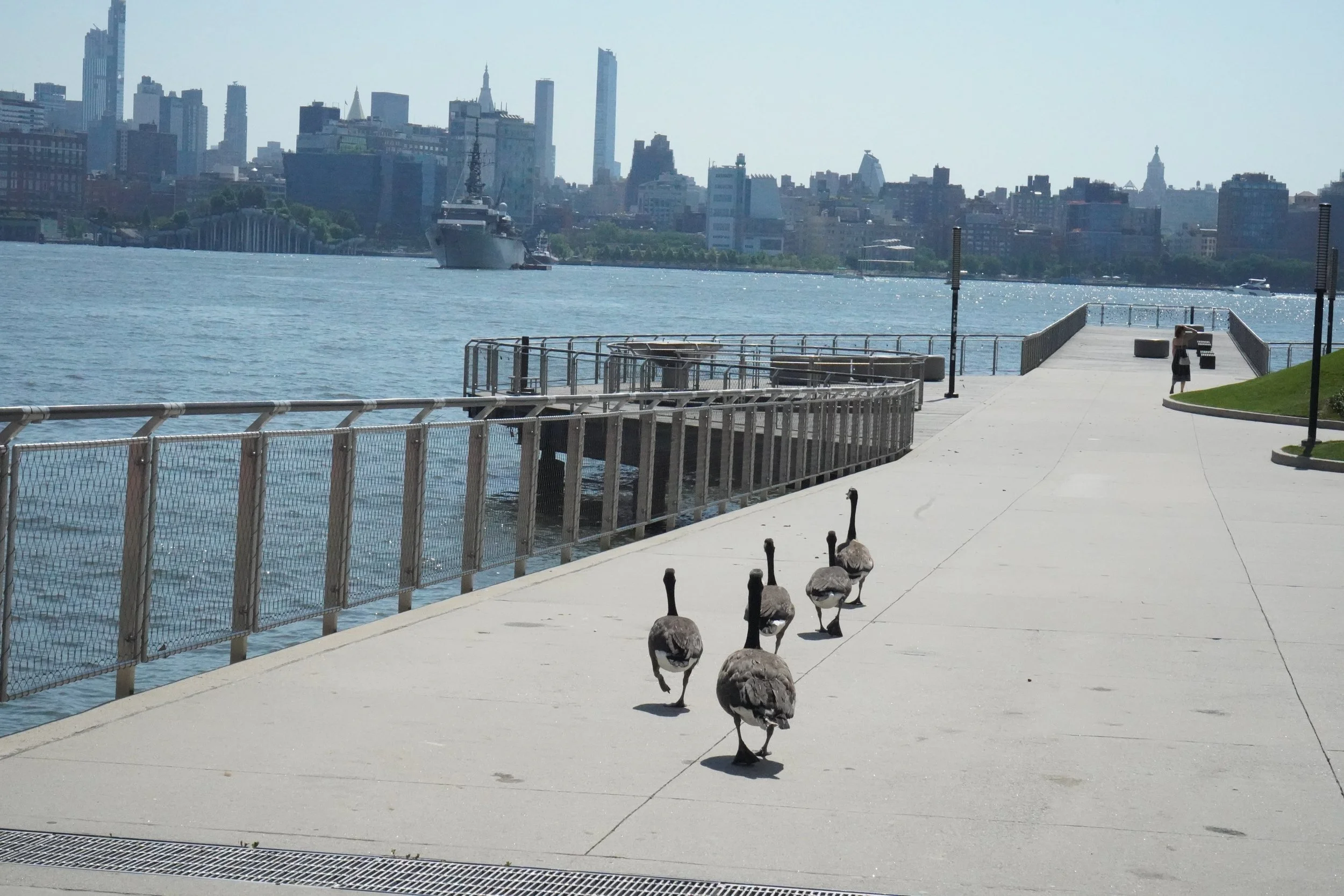 Hudson_River_Geese_26185081617919.jpg
