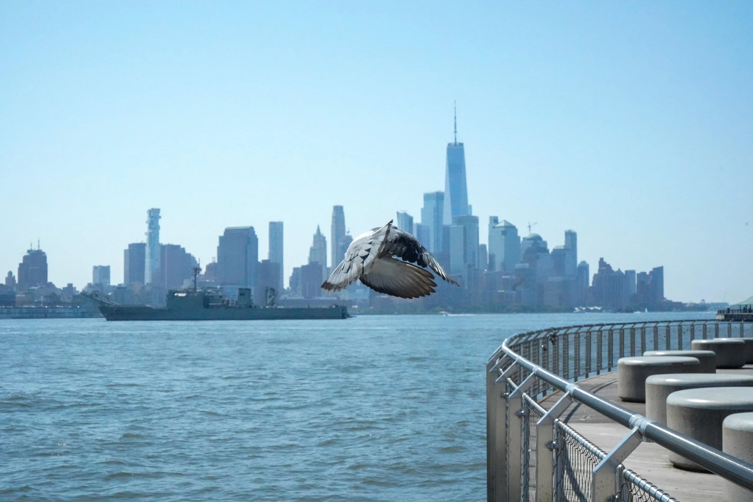 Bird_26185066748980.jpg