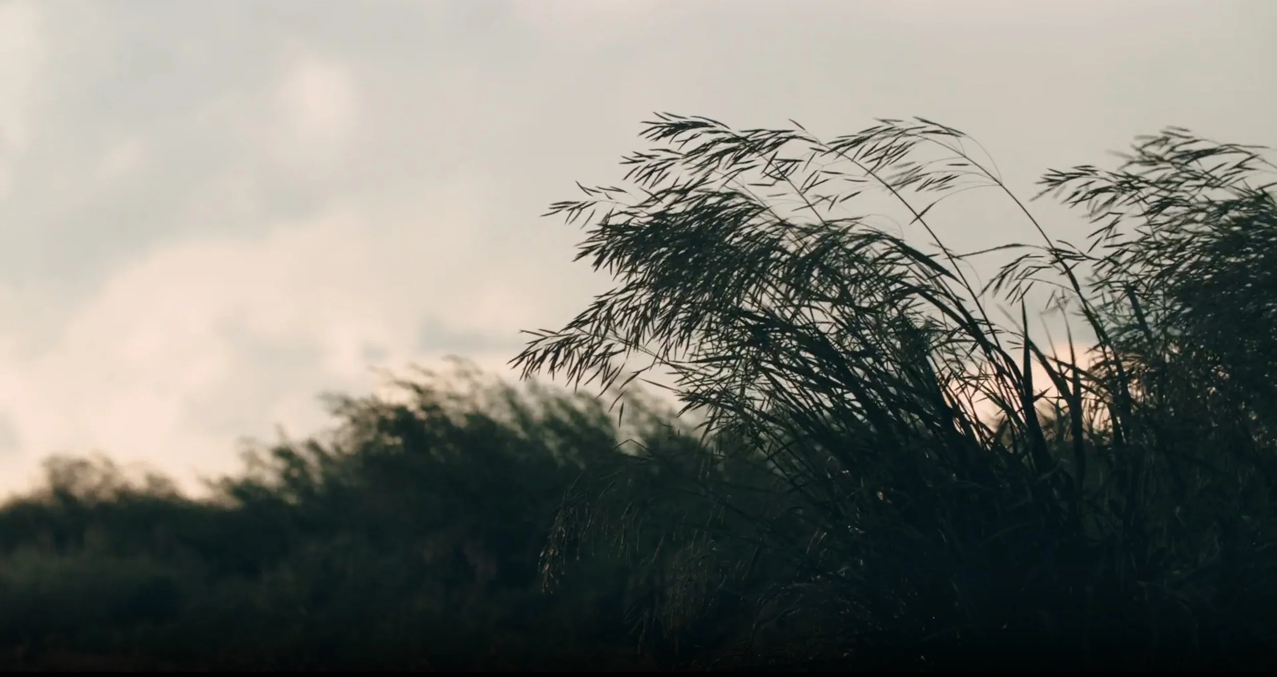 Silhouettes of tall grass or reeds against a cloudy sky during dusk or dawn.