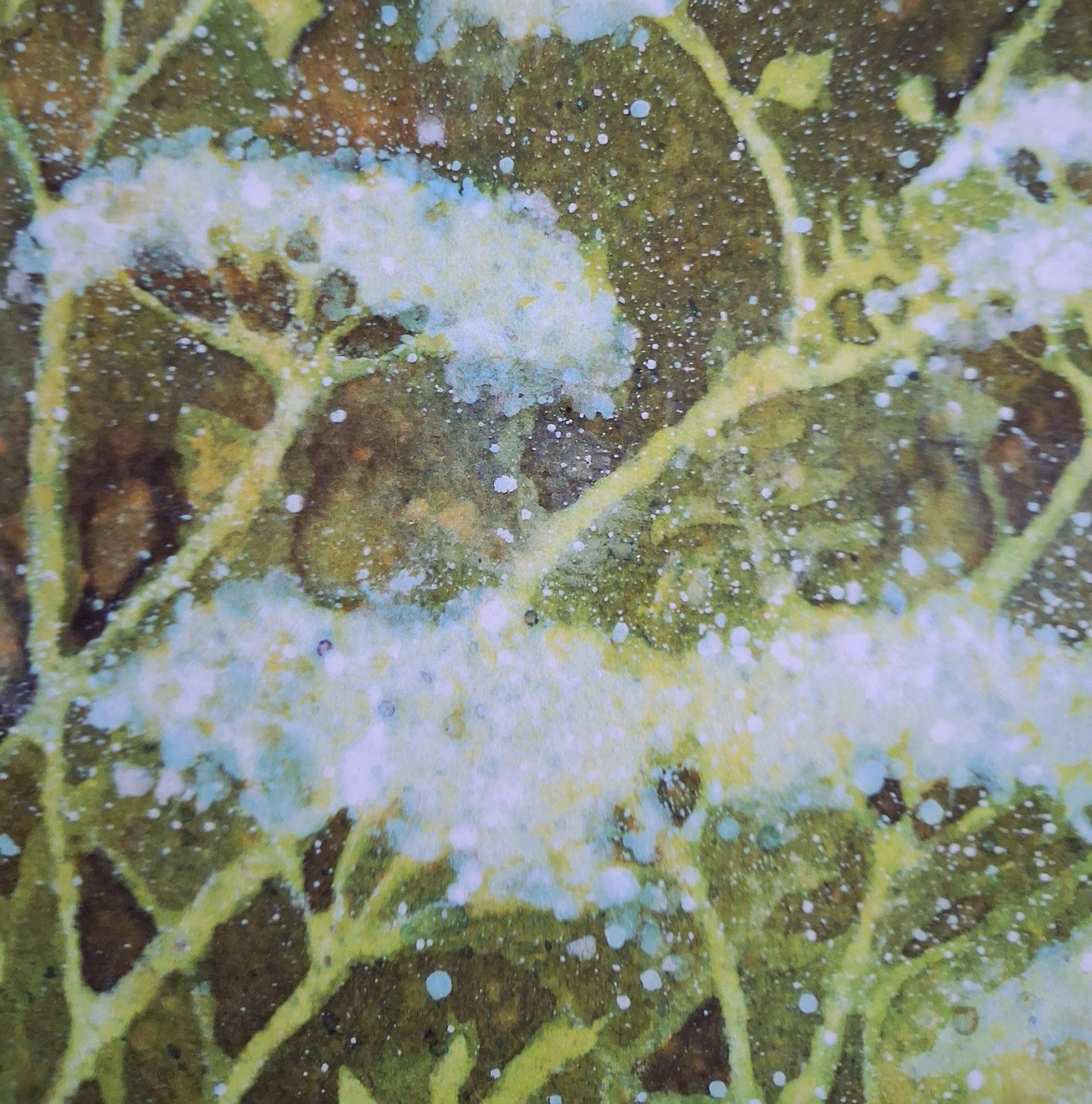 cowparsley-closeup.jpg