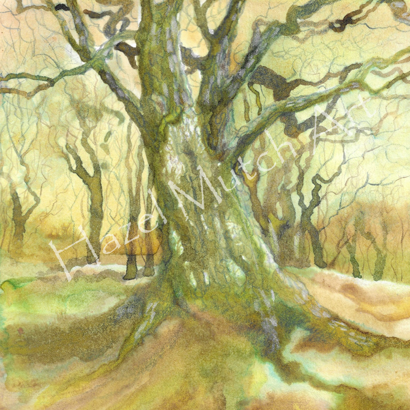 Winter Oak.png