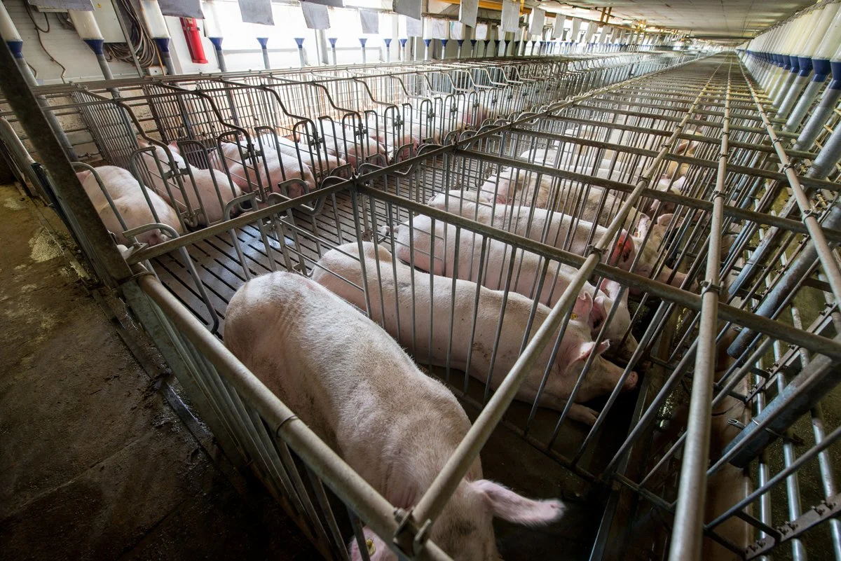 Save our Bacon Gestation Crates NPPC