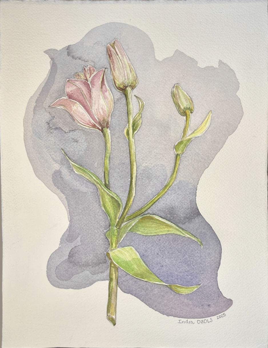 Watercolor painting of a pink lily flower with bud on green stem and leaves, with a gray watercolor background, signed by Indra OZOLS 2025.