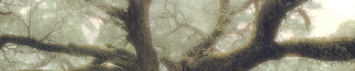 Close-up of a large tree with moss-covered branches and leaves, foggy atmosphere.