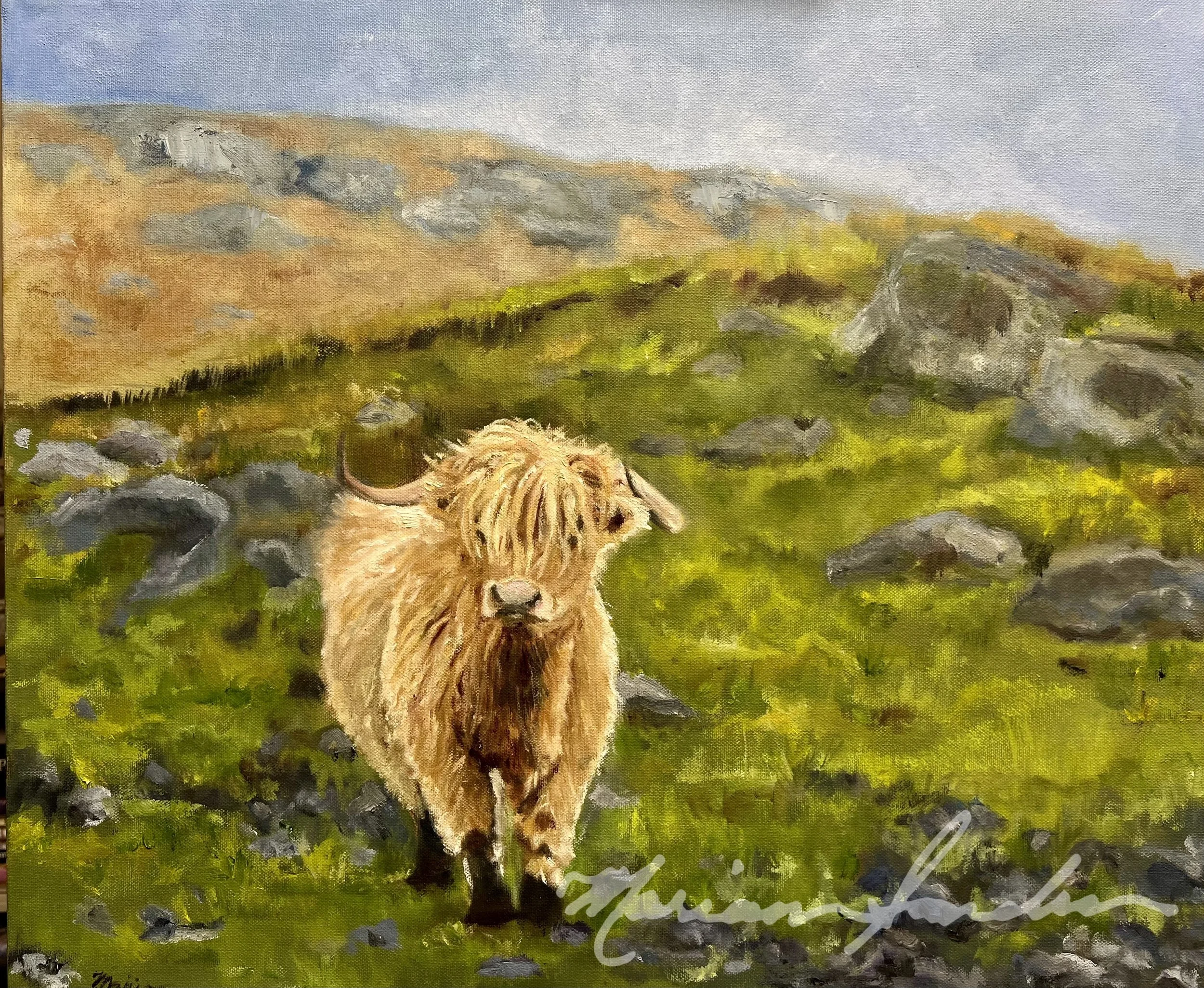 Highland Cow