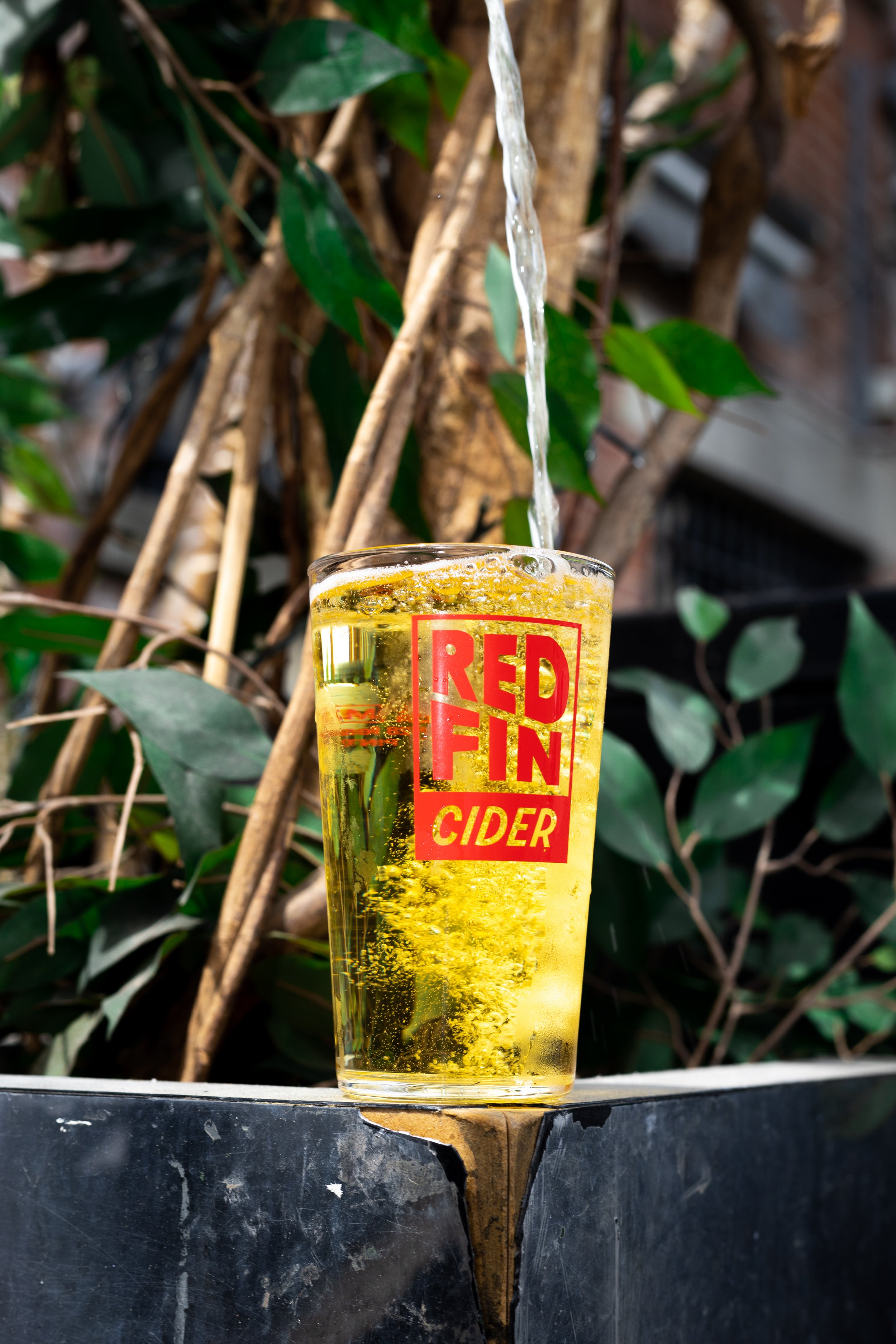 A glass of cider with bubbles being poured into it with a plant with green leaves and twigs in the background.