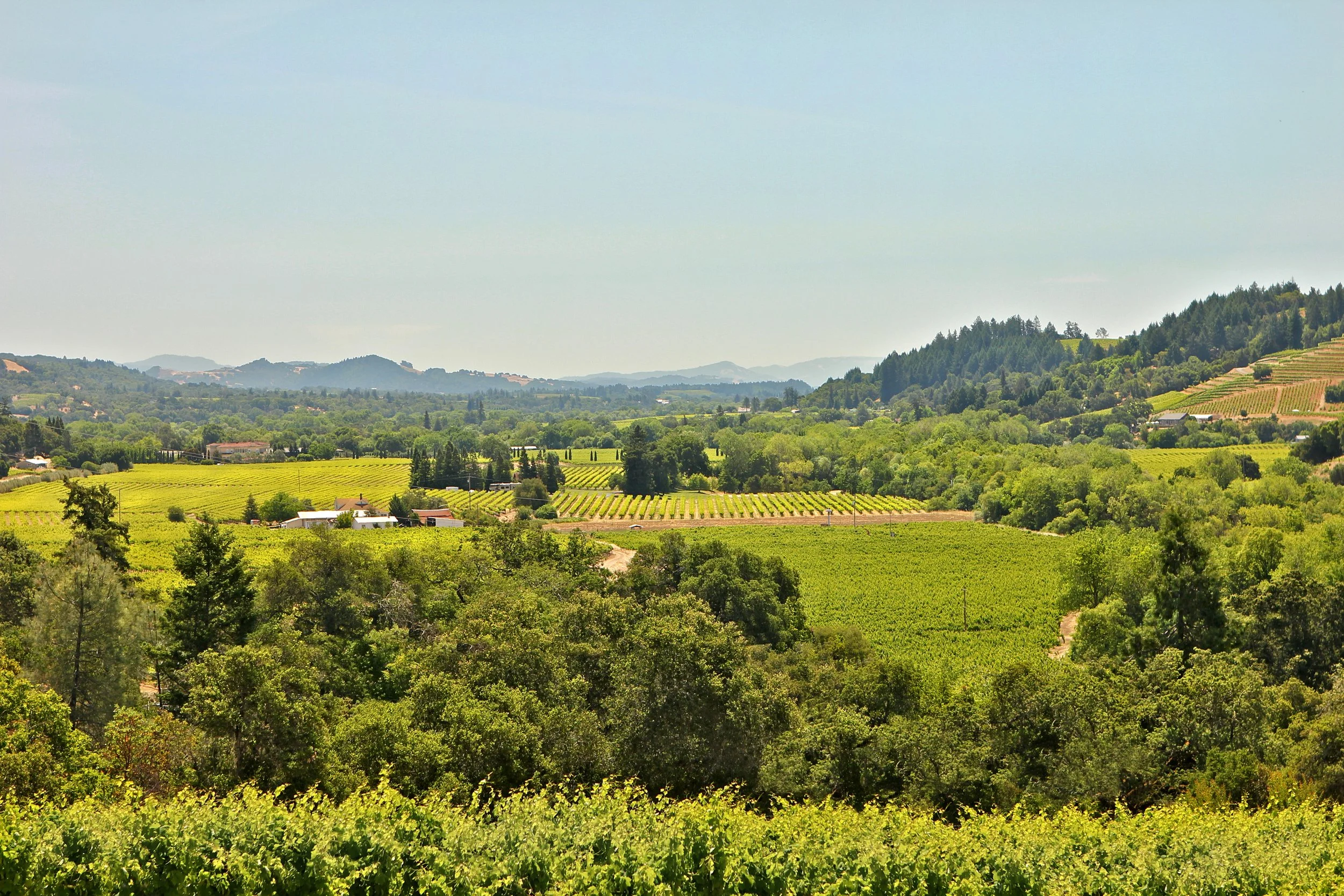 Scenic view of lush green vineyards and rolling hills under a clear sky.