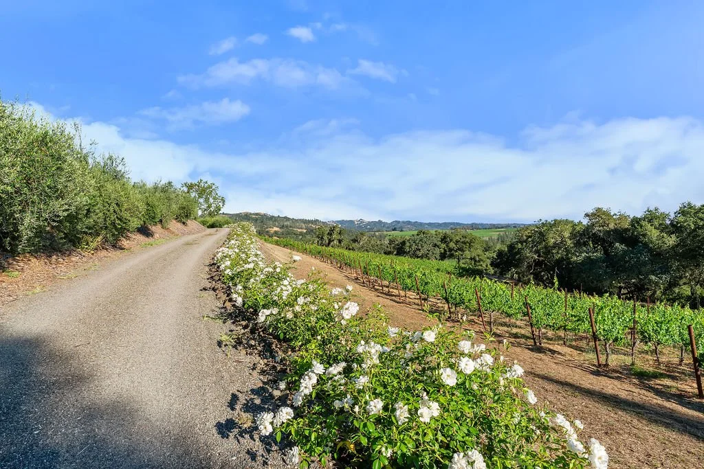 A dirt path running alongside a vineyard with green grapevines on a sunny day with a blue sky and scattered clouds.