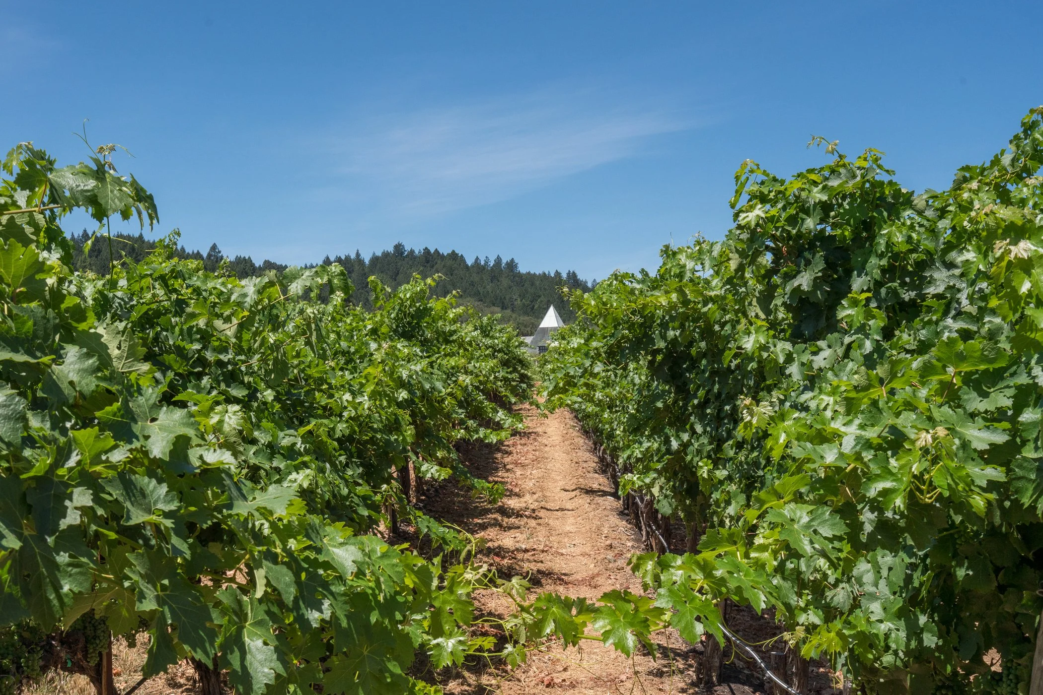 Rows of grapevines growing in a vineyard with a clear blue sky and hills in the background.