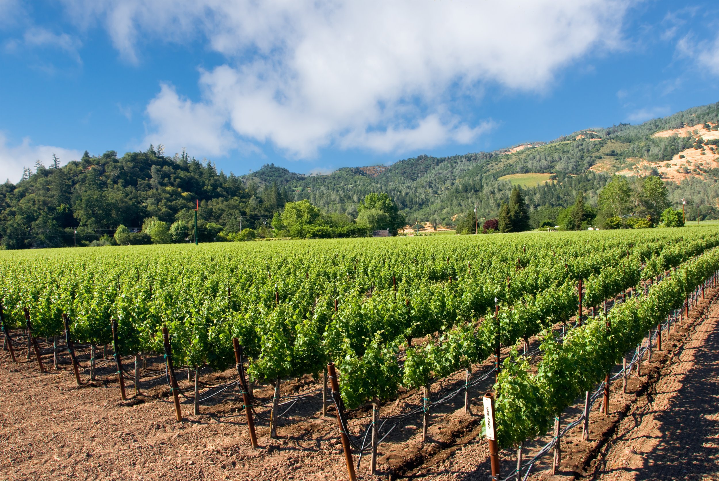 Vineyard with rows of grapevines in the foreground, green hills and mountains in the background, blue sky with white clouds.