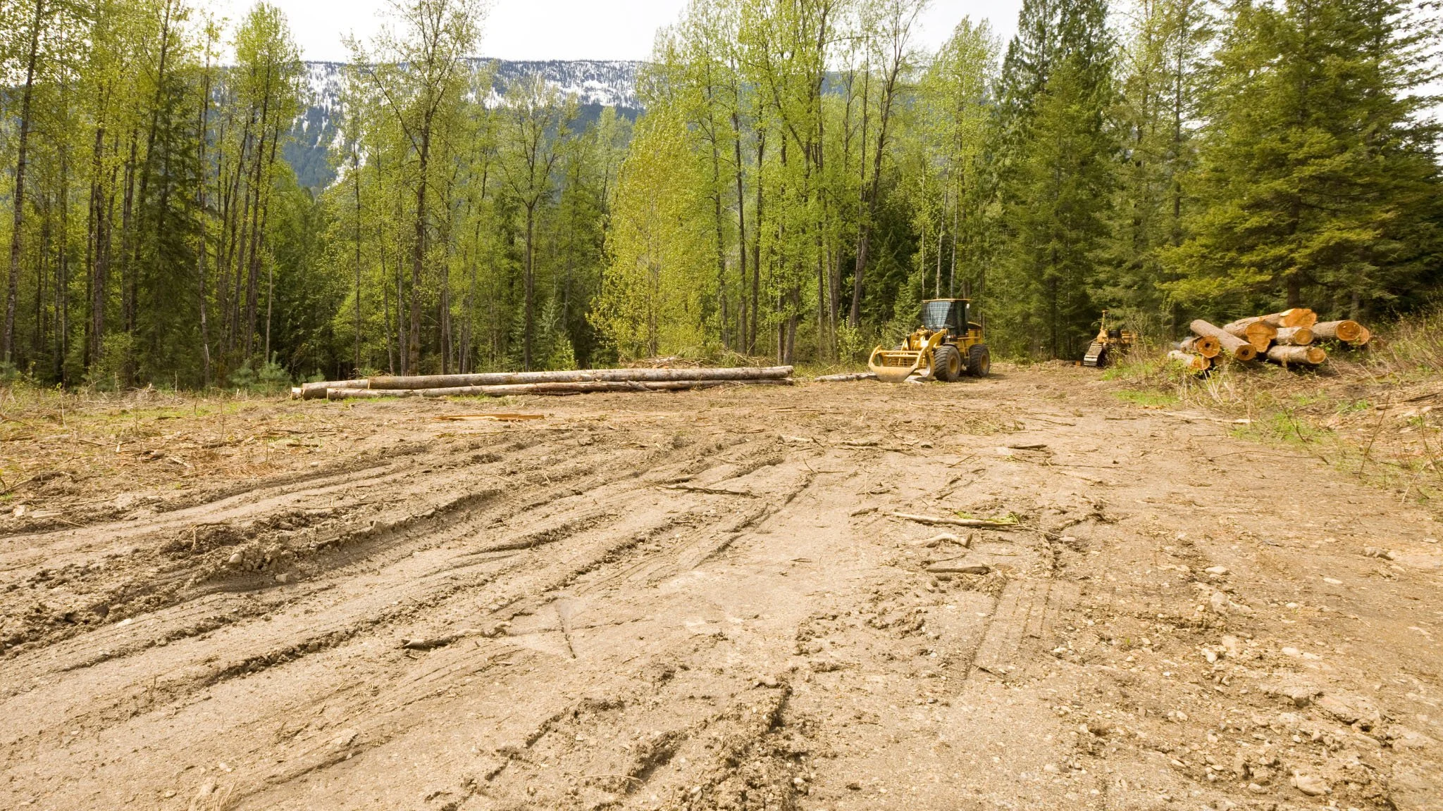 Clearing in a forest with machinery and logs.