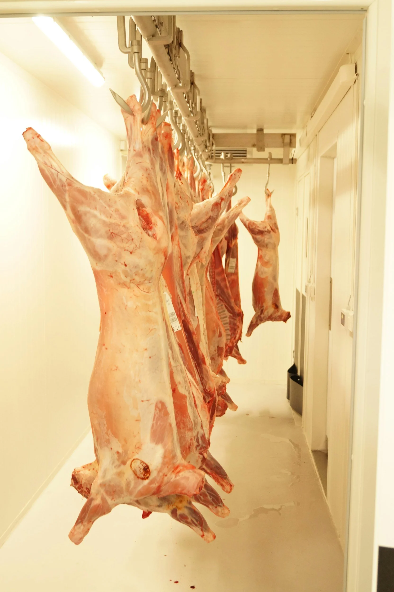 A hallway with hanging animal carcasses, likely slaughtered meat, suspended from hooks on overhead rails.