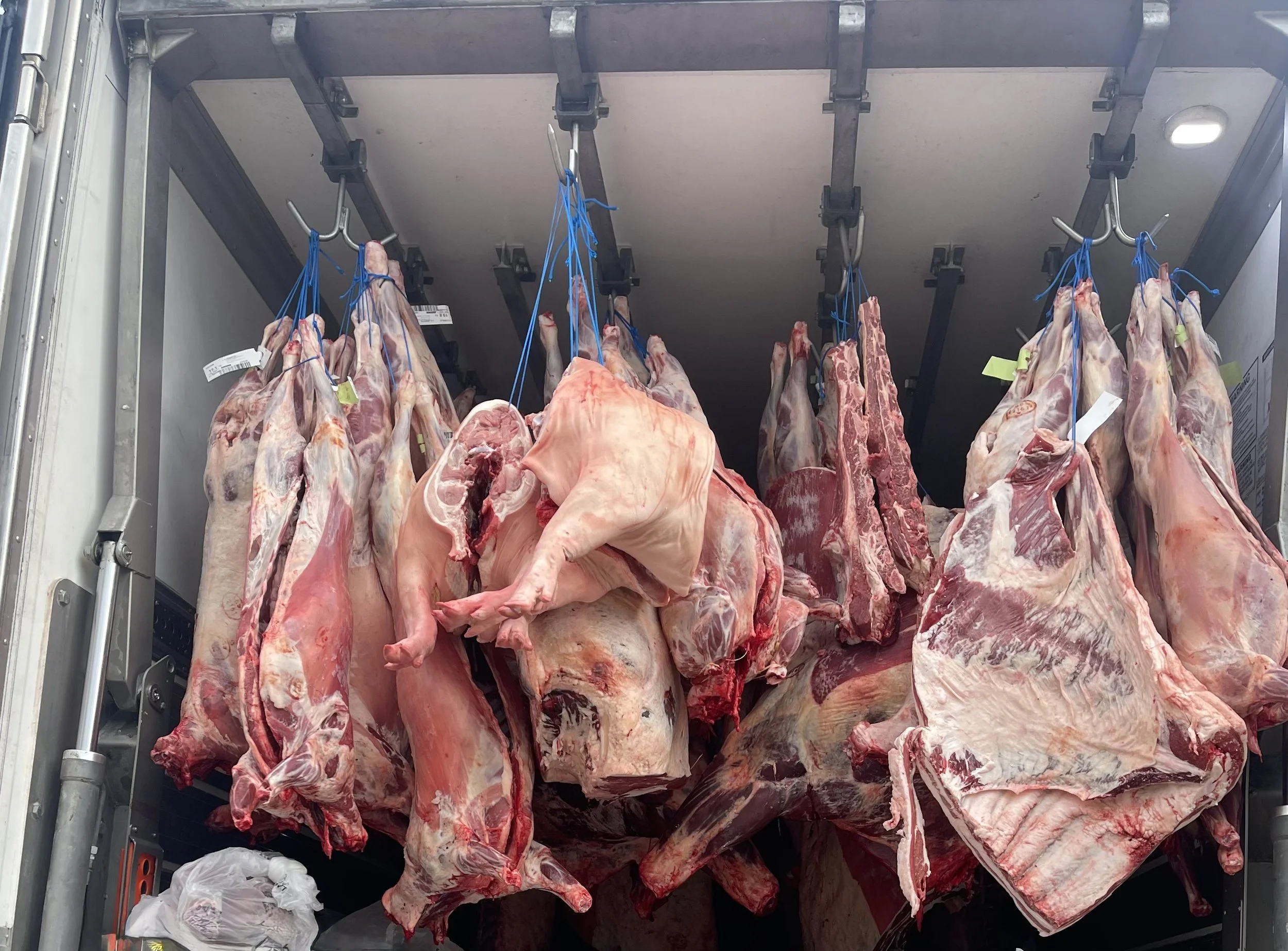 Large hanging carcasses of meat, likely beef, are displayed in a refrigerated storage with metal bars and hooks.