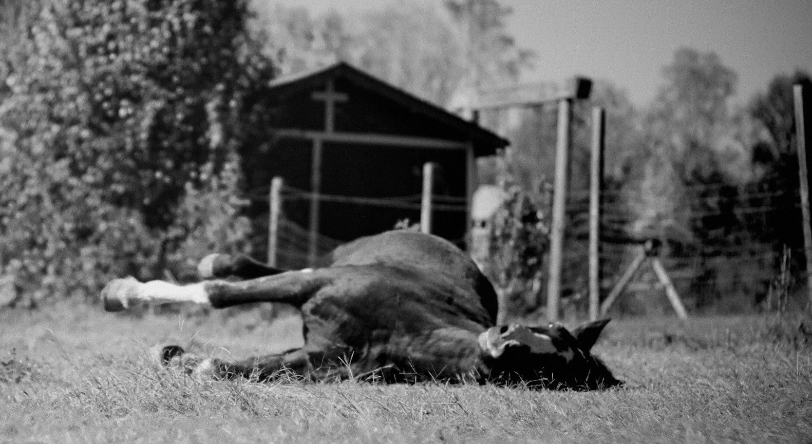 A dog lying on its side on grass in a backyard with a wooden shed and trees in the background, in black and white.