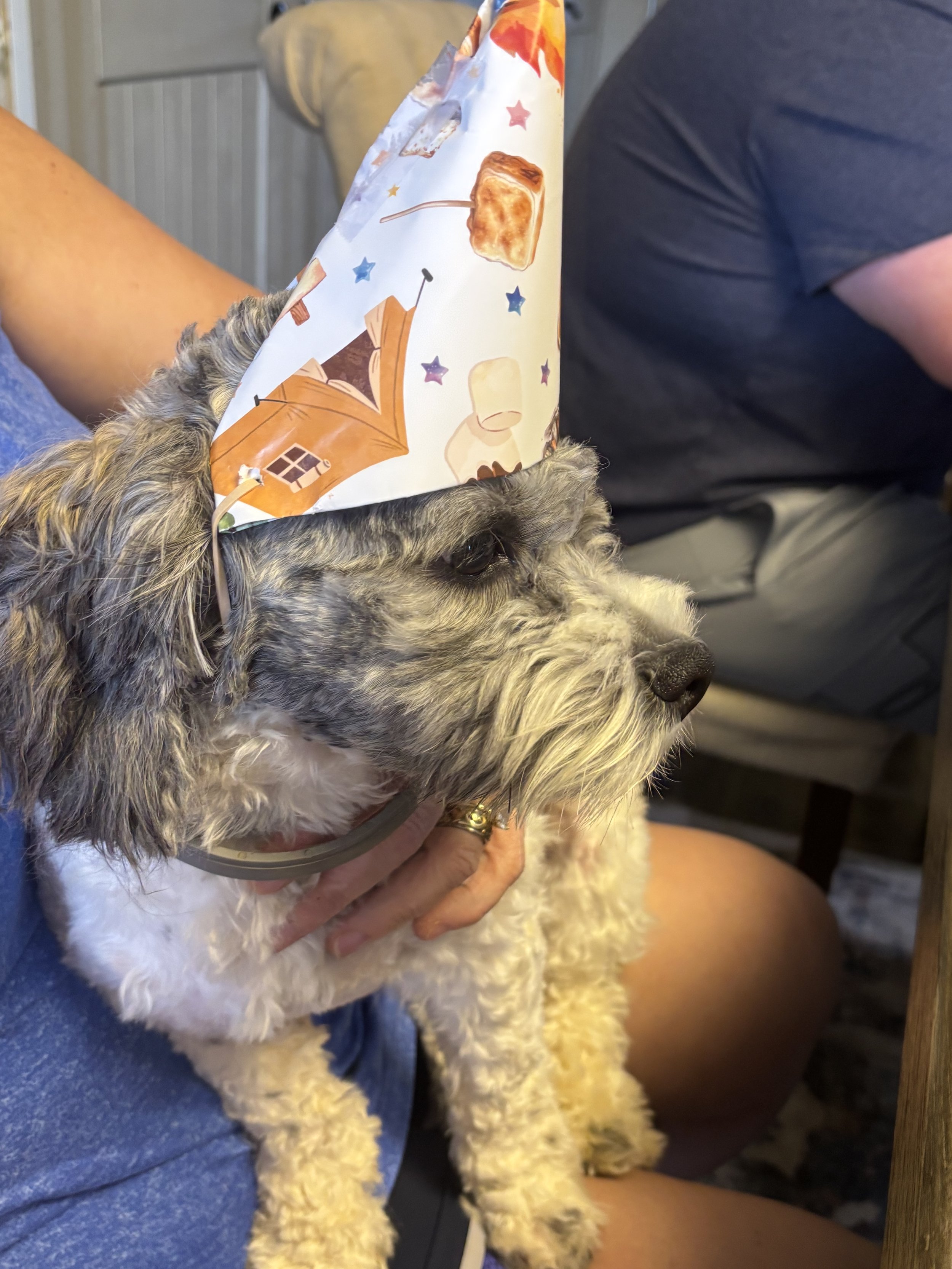 Gizmo turned one years old. We celebrated both Gizmo's and Bane's Birthday.
